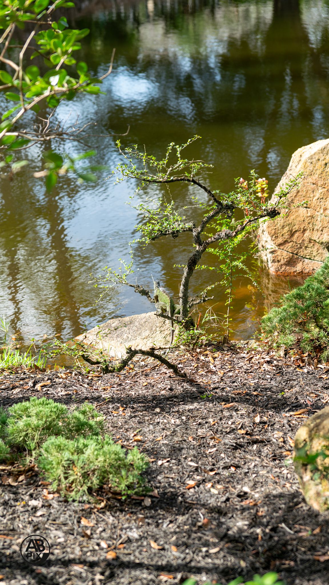 Small bonsai-style tree growing beside large rocks near a tranquil pond.