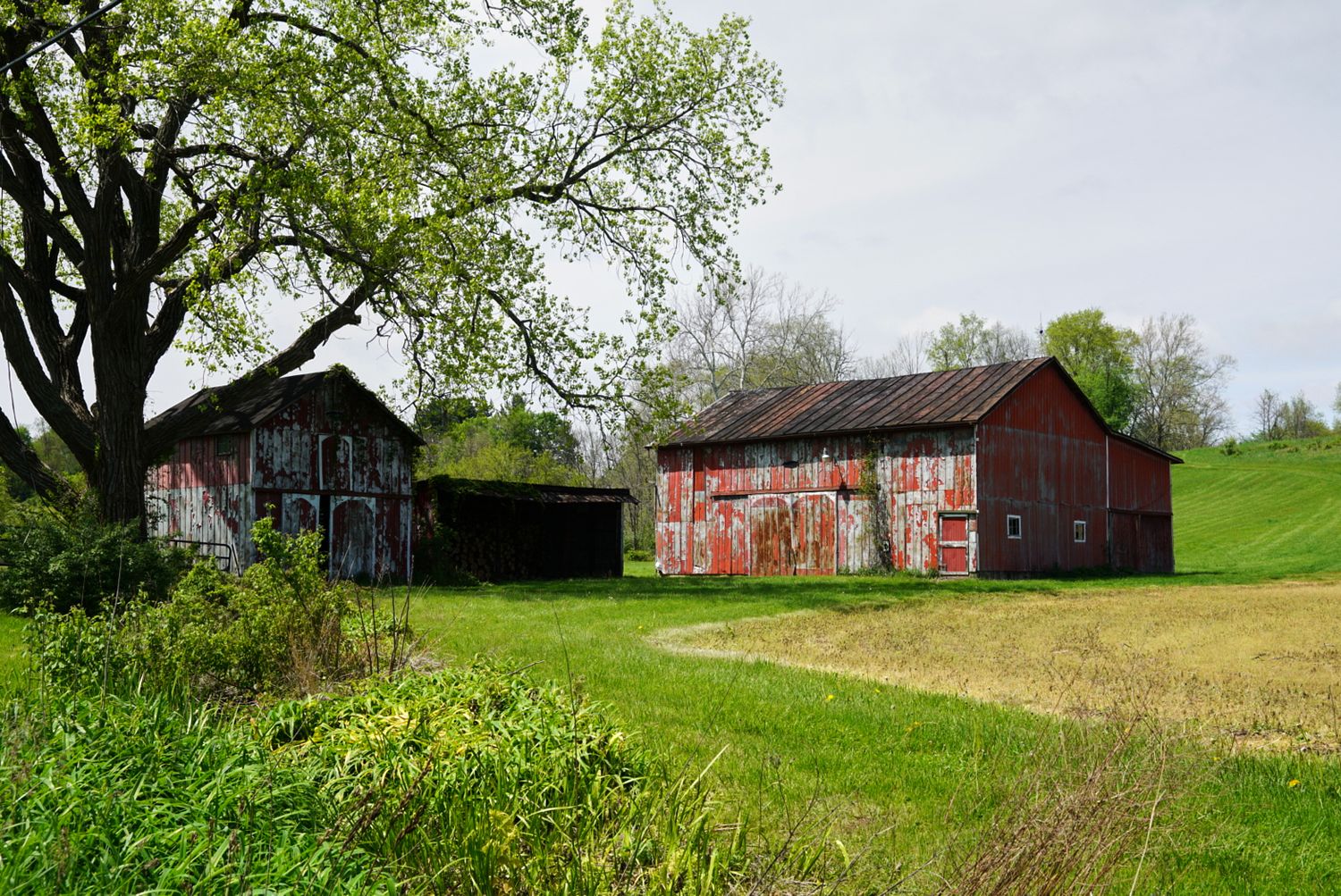 Two weathered red barns on a green hillside farm with large tree in foreground.