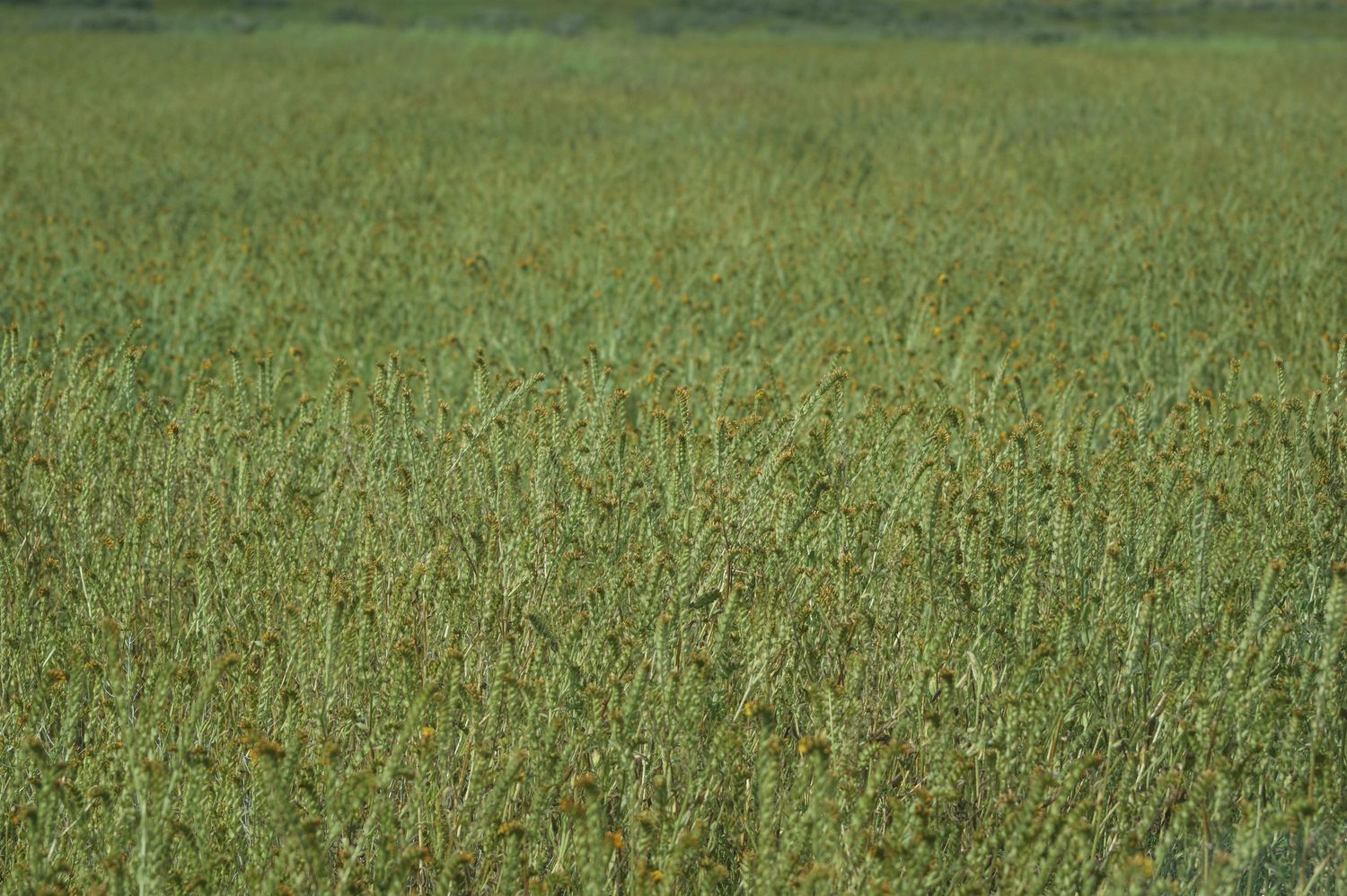 Dense field of green wild grass and grain plants filling the entire frame.
