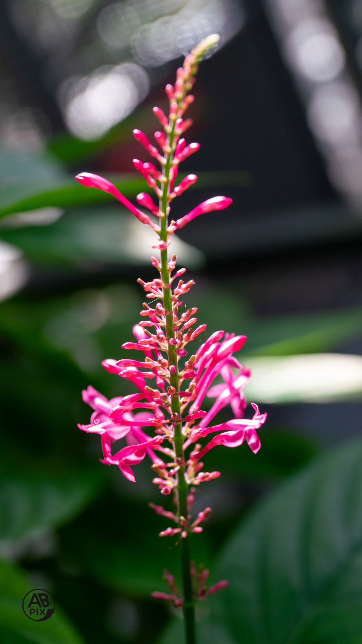 A vibrant pink Odontonema flower spike blooming against a blurred green leafy background.