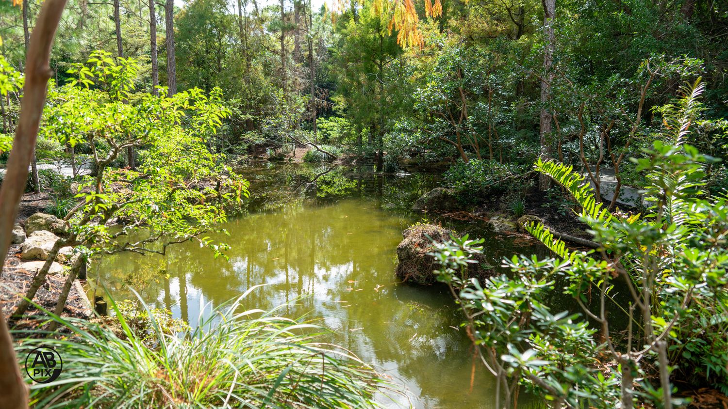 Lush green pond surrounded by tropical trees and dense vegetation in a serene natural garden setting.