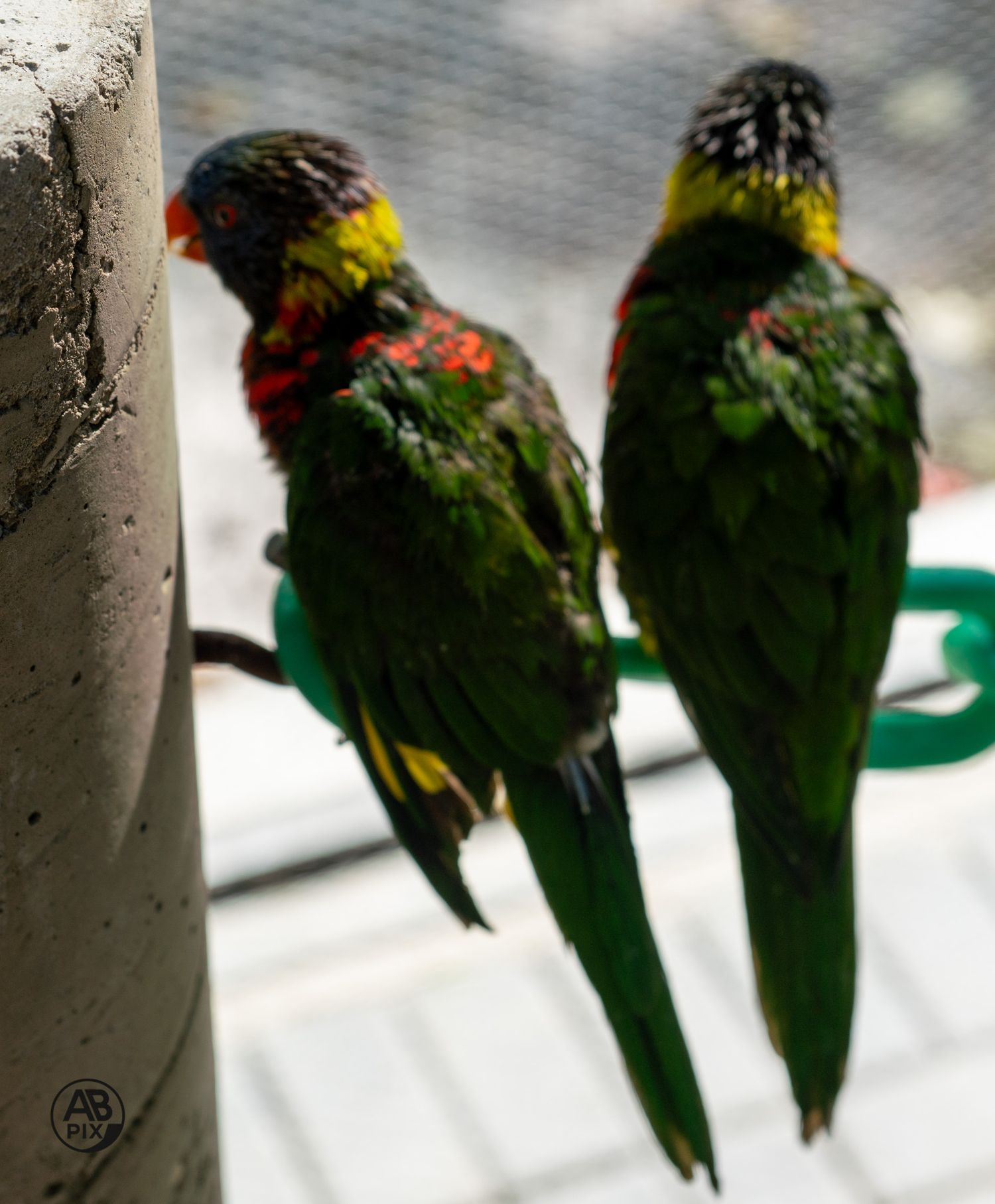 Two colorful rainbow lorikeets perched on a green chain near a white pole in an aviary.