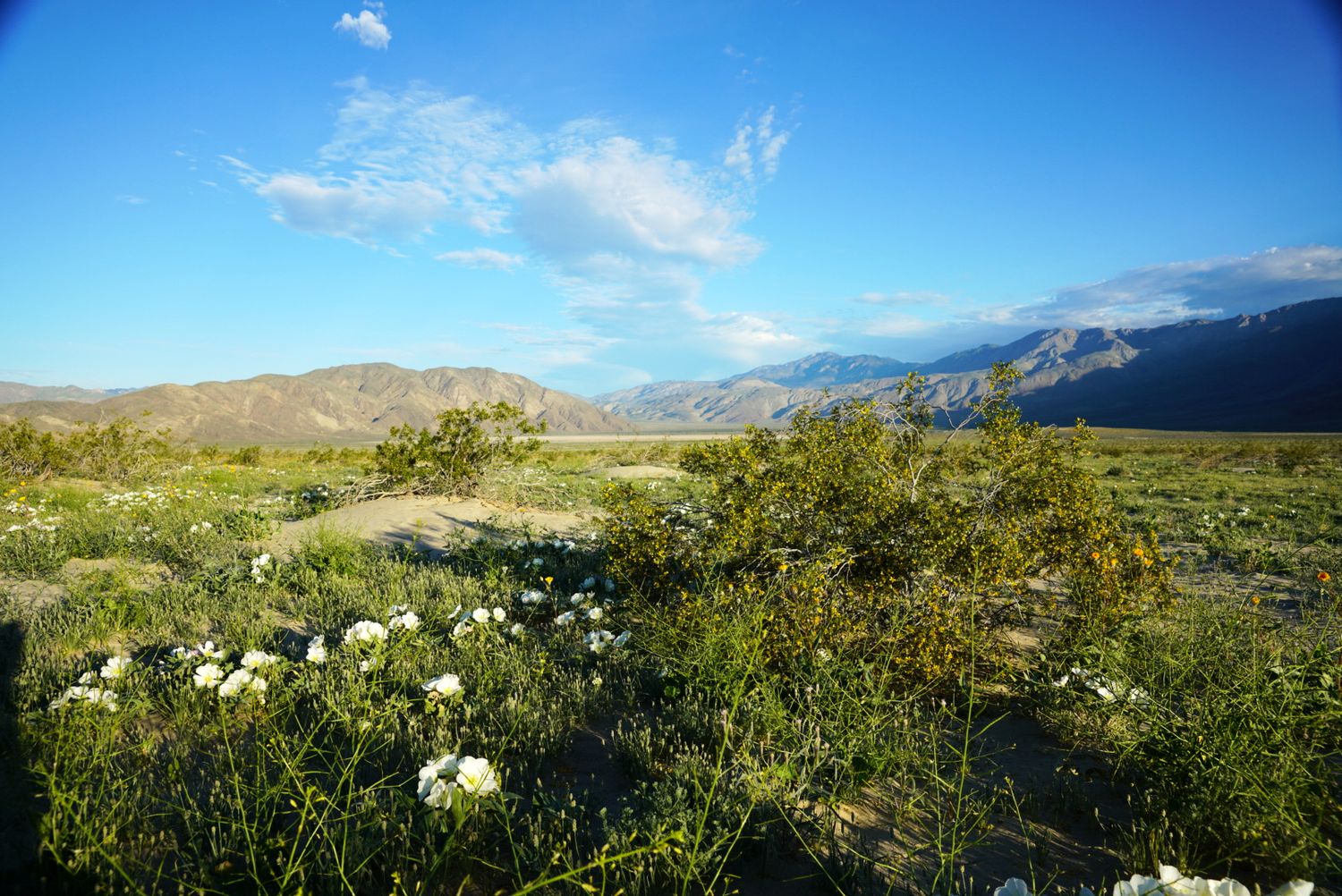 Desert wildflowers blooming in vast arid landscape with mountains and blue sky.