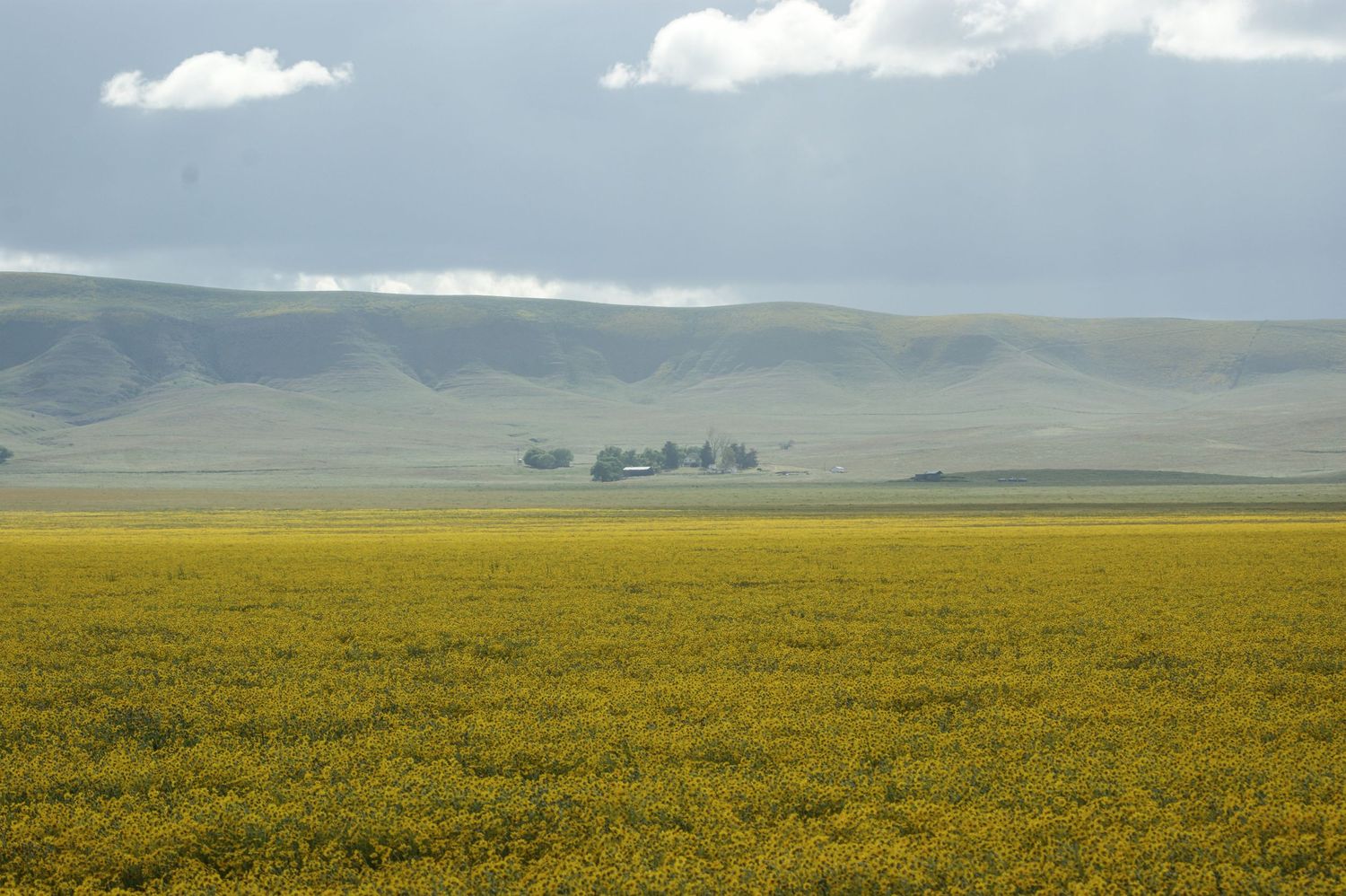 Vast yellow wildflower field stretching across open plains with rolling green hills and dramatic storm clouds in the background.