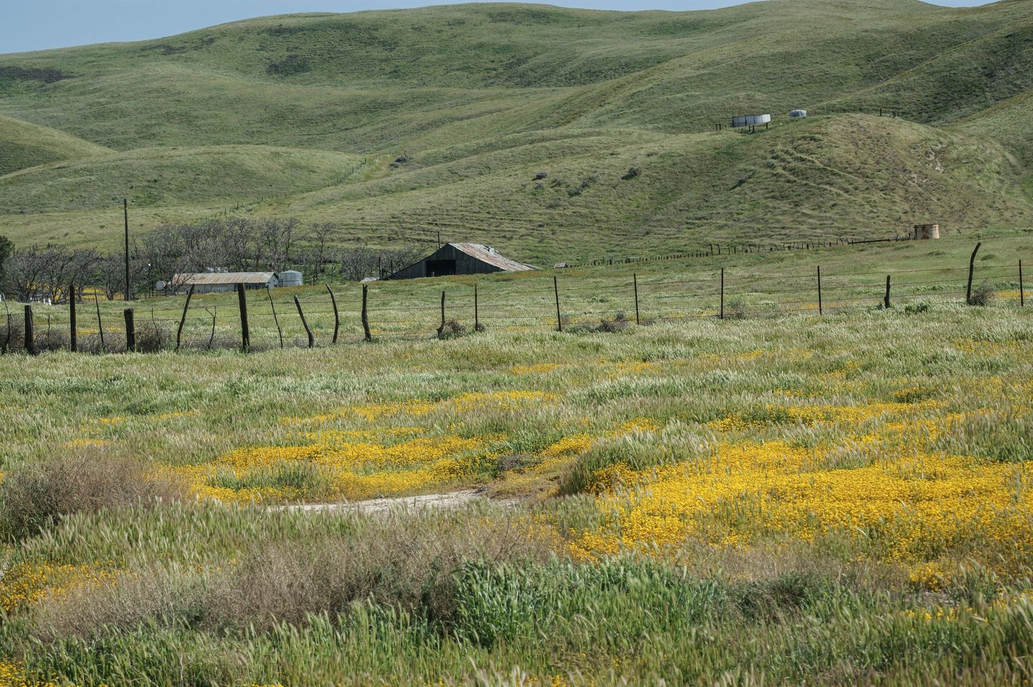 Rolling green hills with yellow wildflowers blooming around a rustic farm fence and weathered barn in a pastoral landscape.