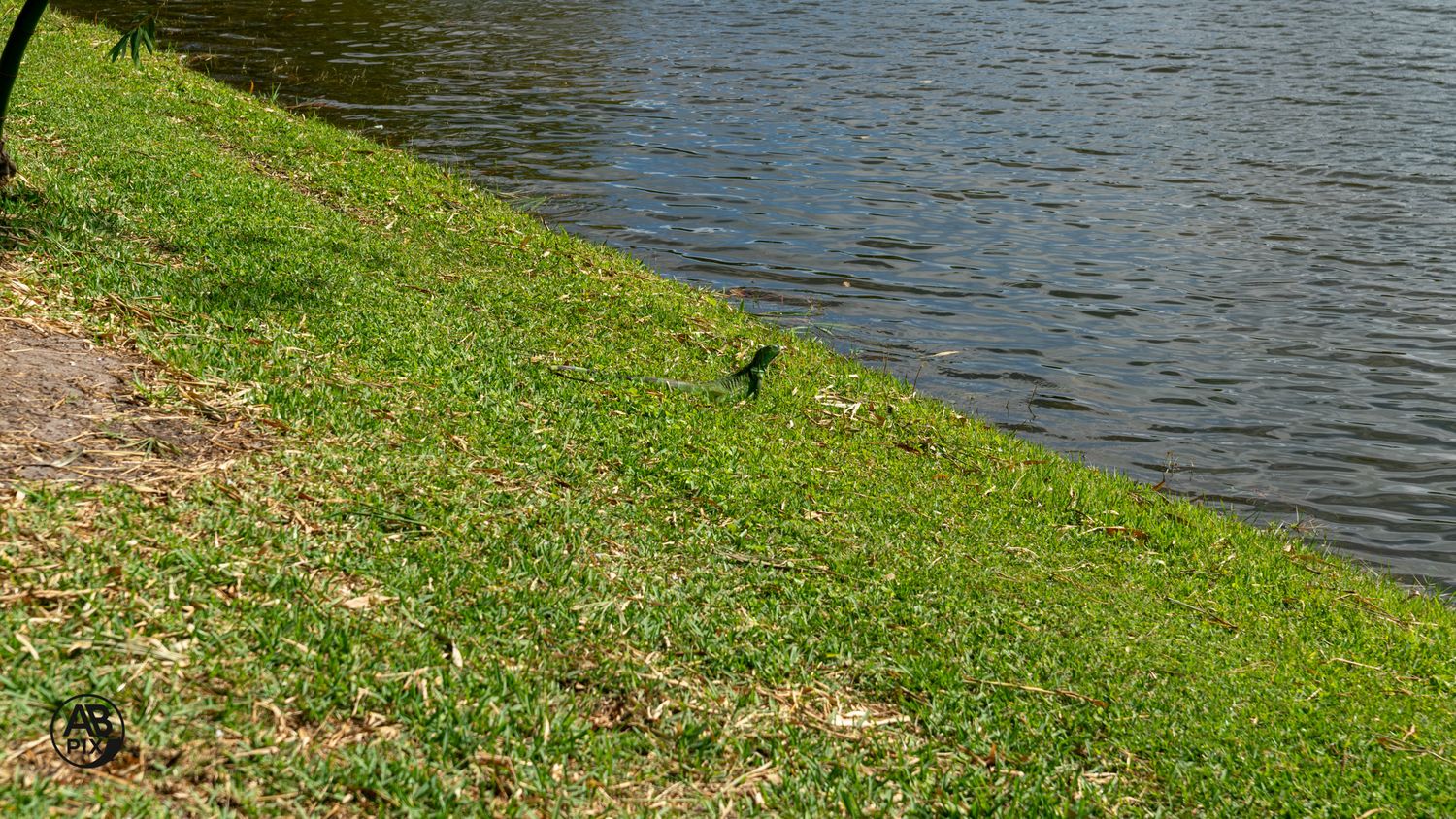 A small bird perched on a grassy slope leading down to the calm waters of a scenic pond.