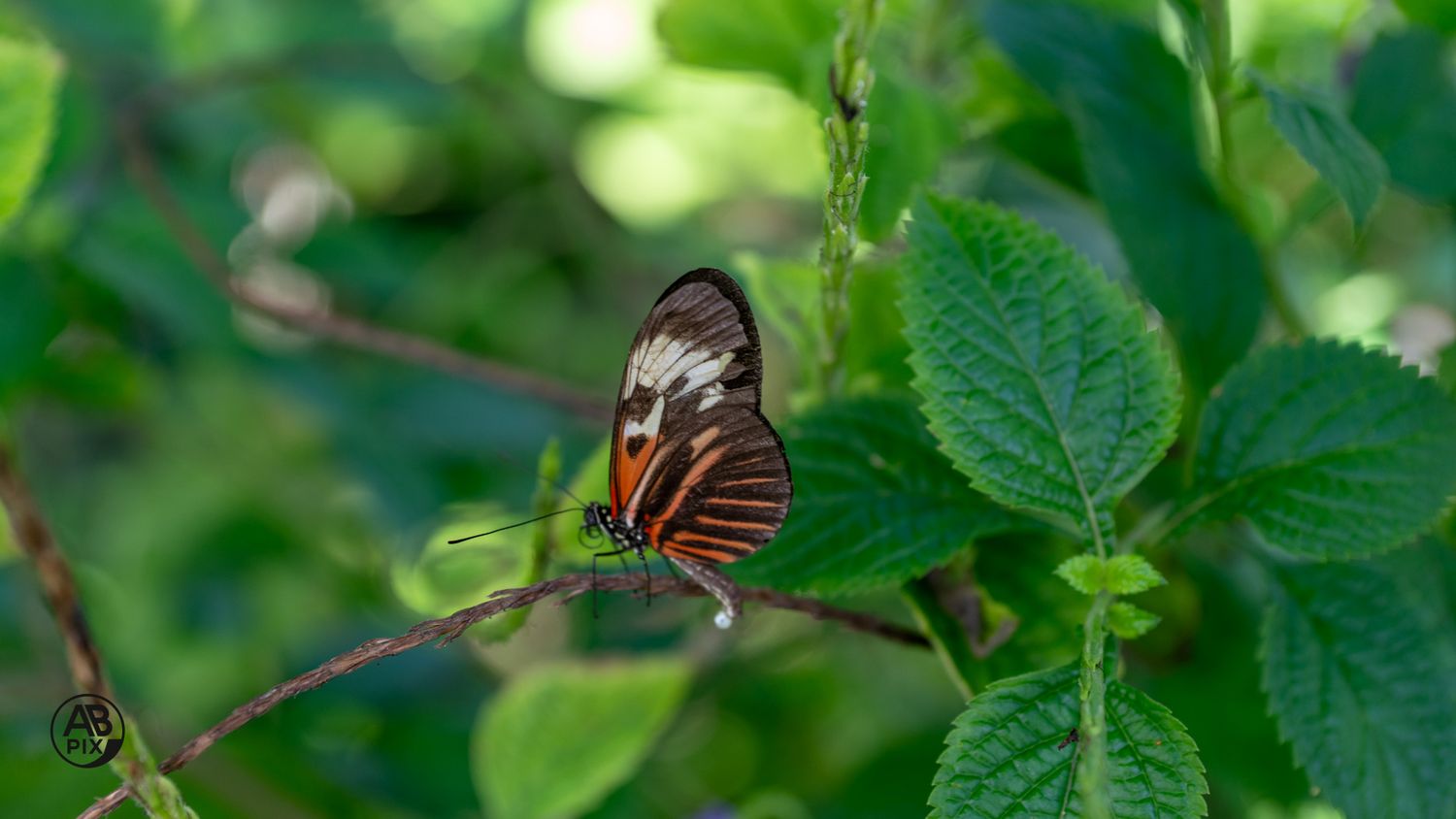 Brown and white longwing butterfly resting on a green leafy branch in a garden.