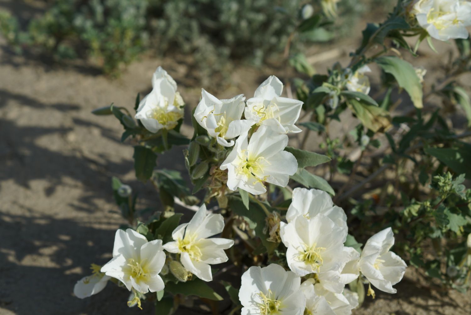 Close-up of delicate white desert evening primrose flowers blooming in sandy soil in bright sunlight.