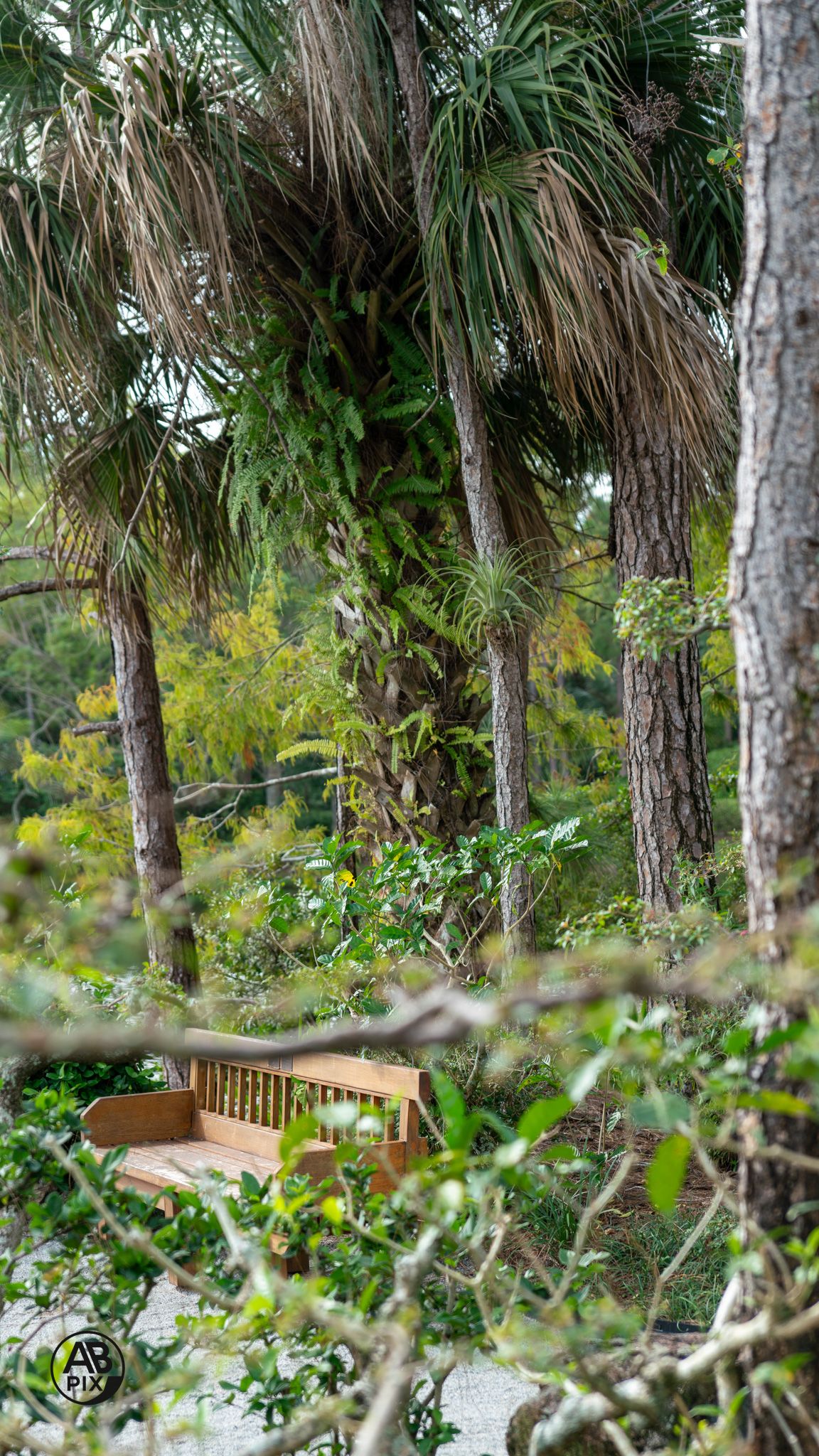 Tropical forest scene with tall palm trees and a wooden bench nestled among dense green foliage.
