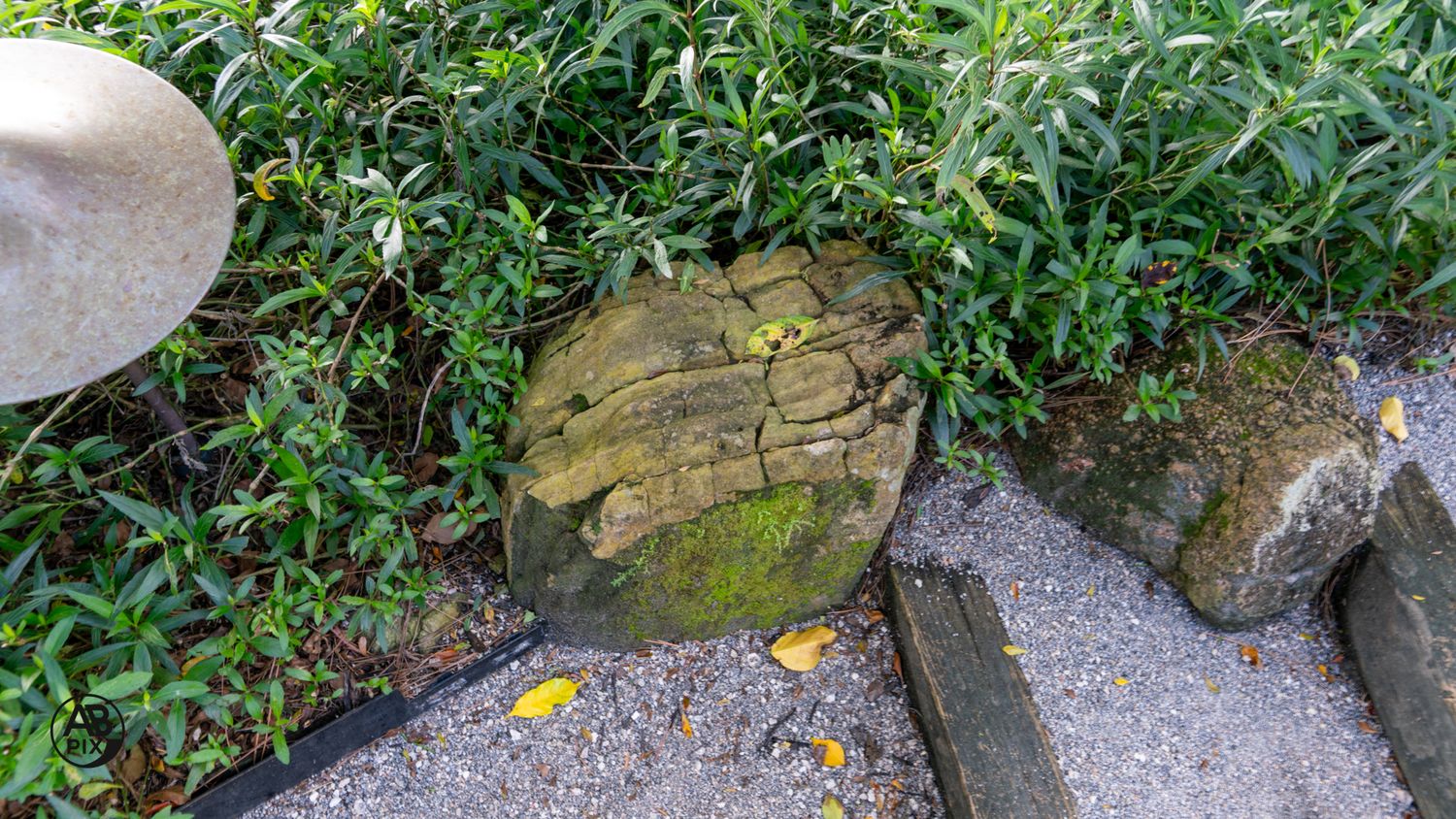 Moss-covered stepping stones and rocks along a garden path bordered by green ground cover plants.