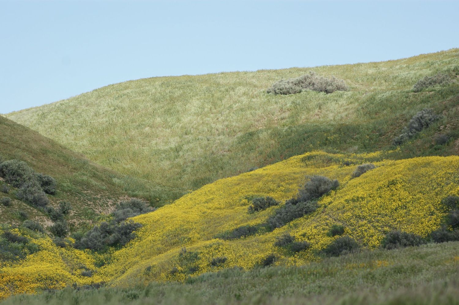 Golden yellow wildflowers covering rolling green hills under clear sky during California superbloom.