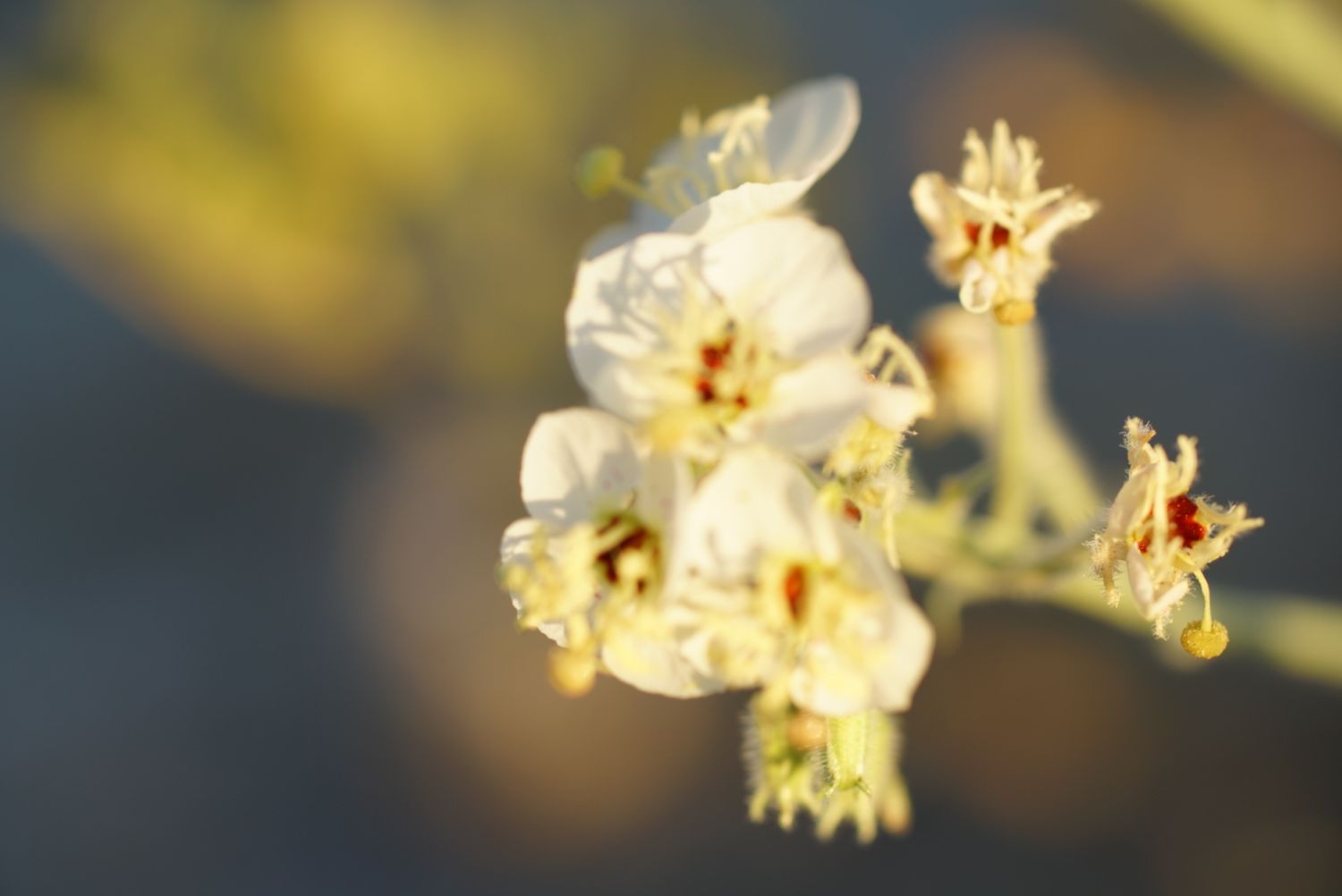 Delicate white blossoms with yellow centers on a slender branch captured in soft golden bokeh light.