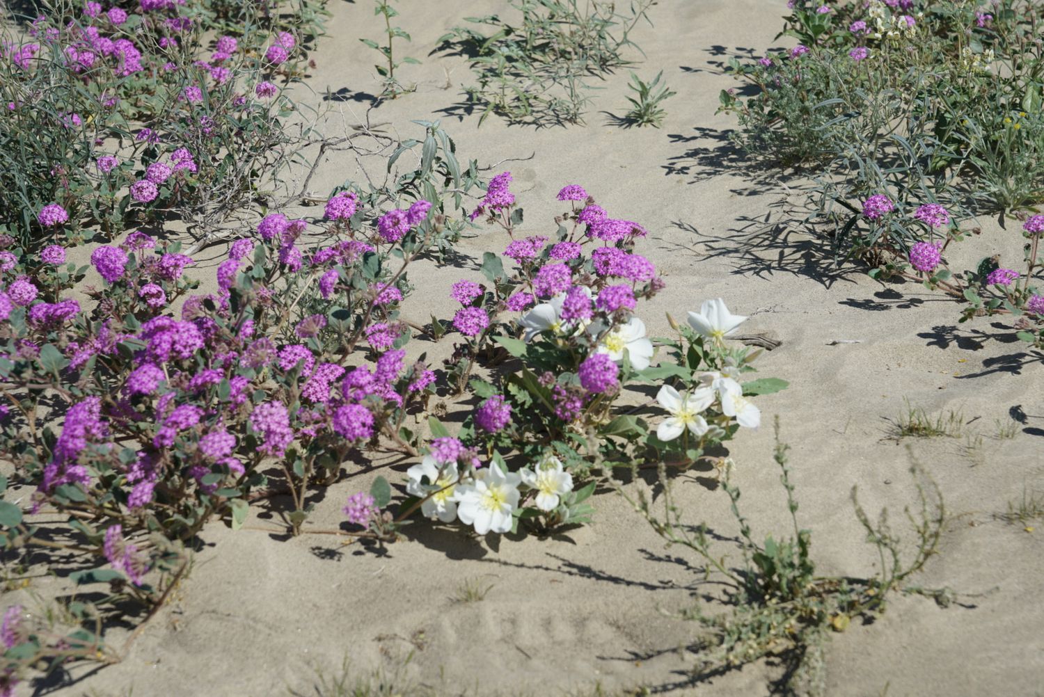 Pink sand verbena and white evening primrose wildflowers bloom together on sandy desert ground.