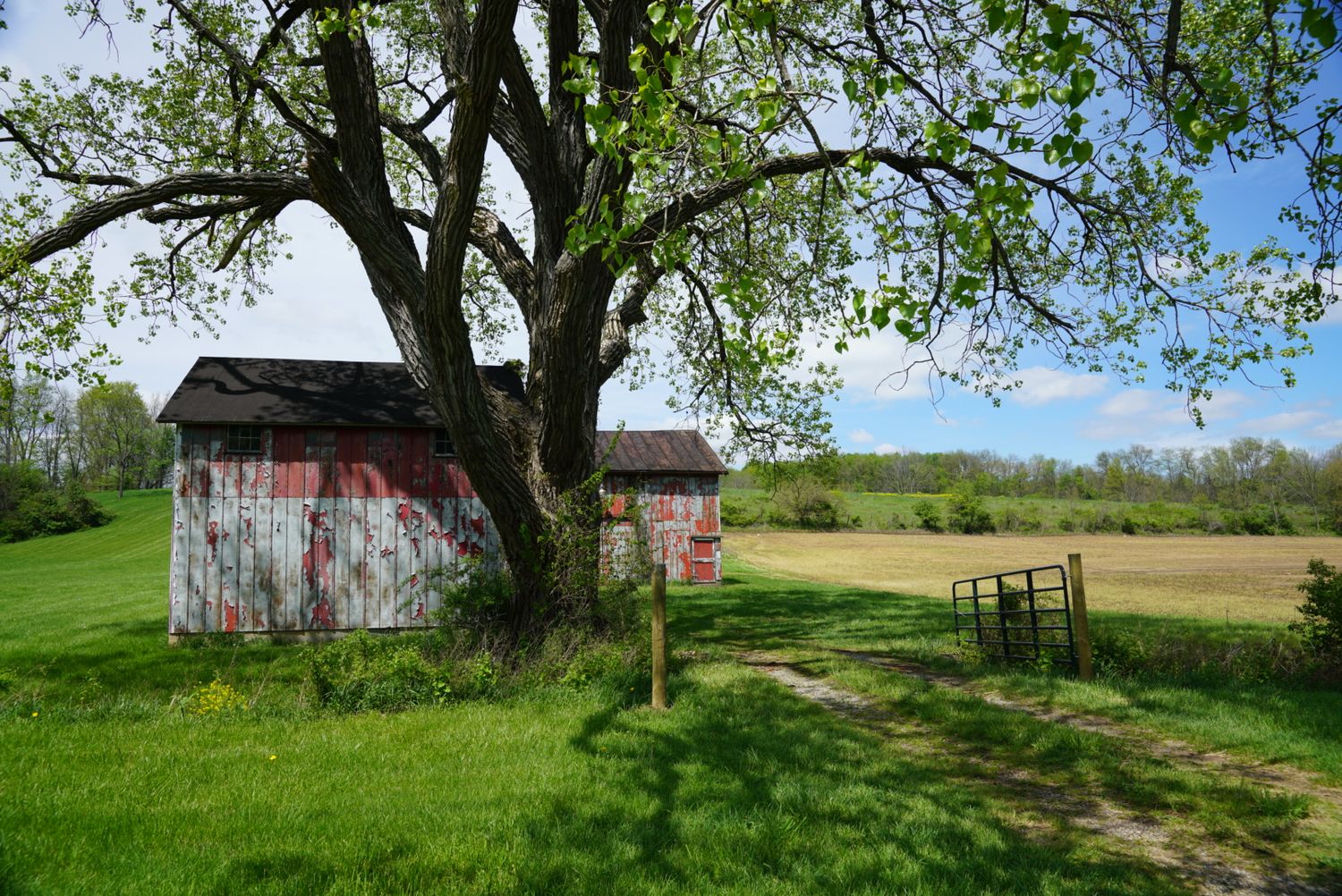 Rustic red barn and shed beside a large tree on a green farm property.