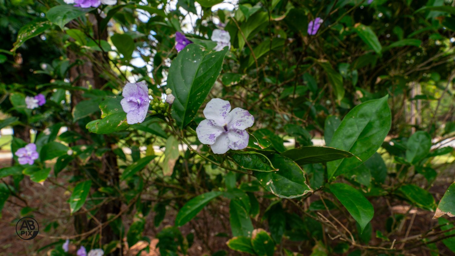 Purple and white hydrangea flowers blooming on a leafy green shrub in a natural garden setting.