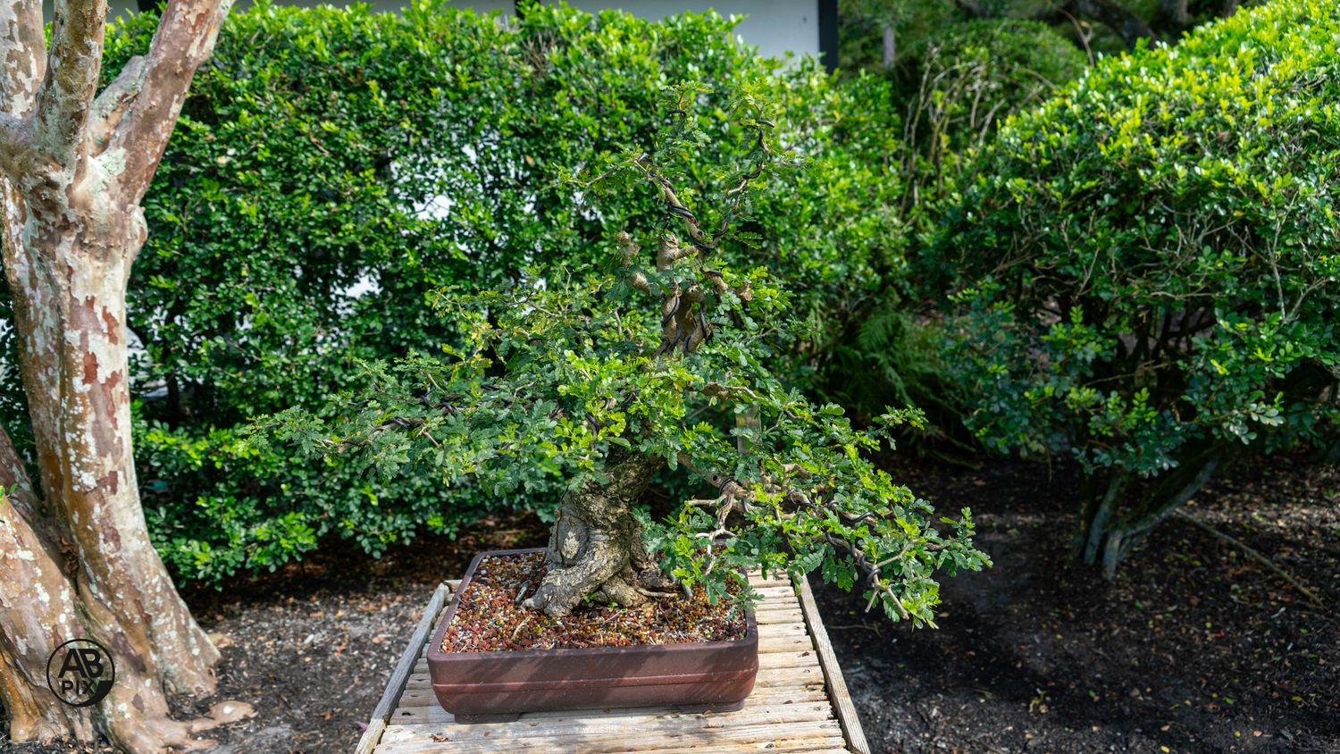 Small bonsai tree in rectangular pot displayed in a Japanese garden setting.