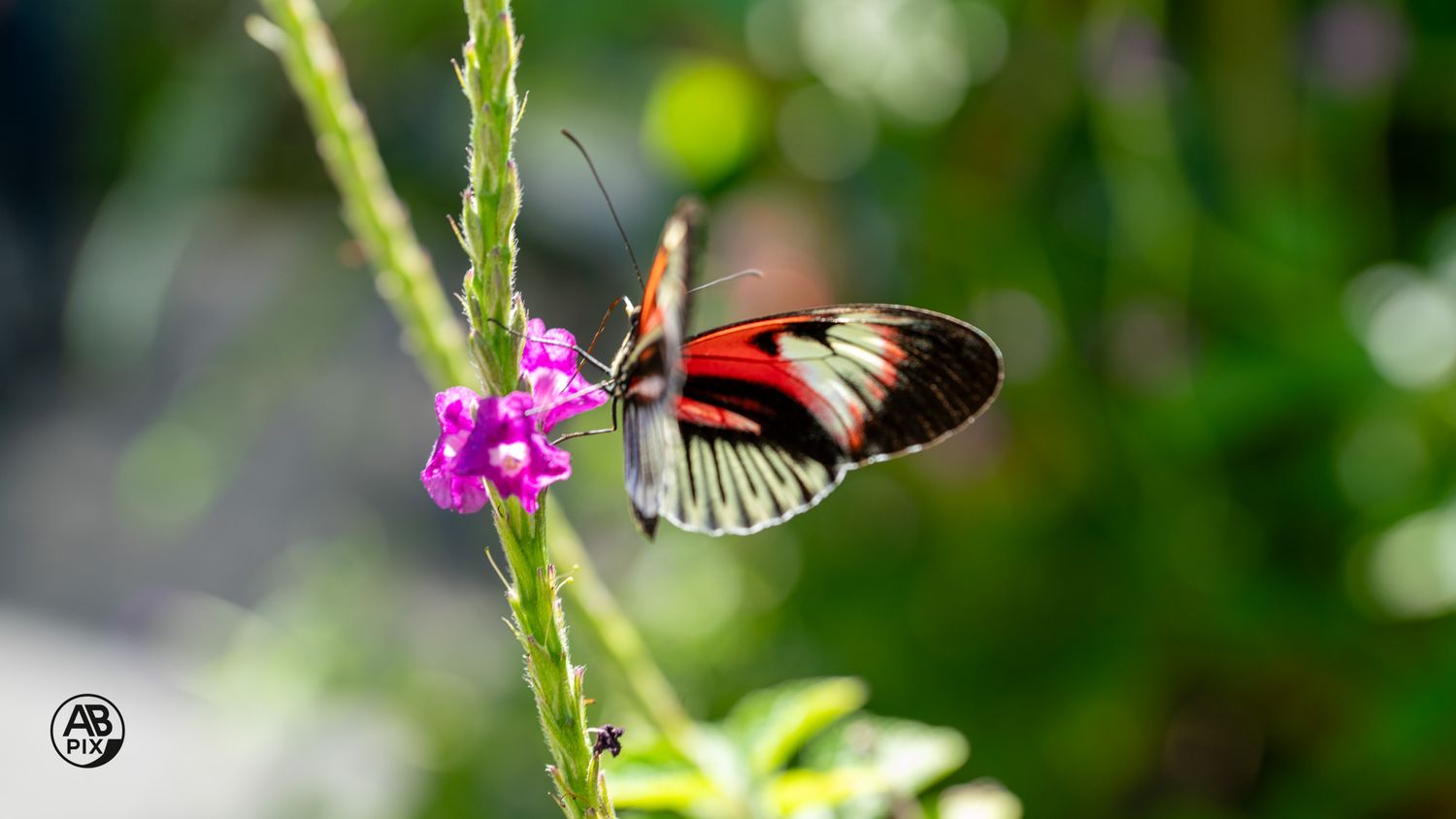 Colorful Heliconius butterfly with red and black wings feeding on a small pink flower in a garden.