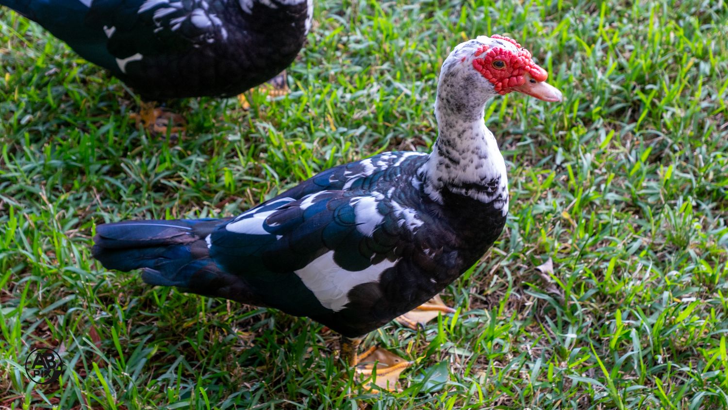 Black and white Muscovy duck with red caruncles walking on green grass.