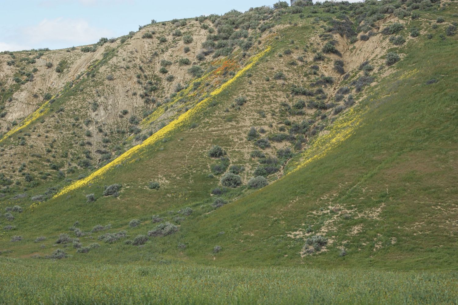 Yellow wildflowers streak across steep green hillside in California's Carrizo Plain National Monument.