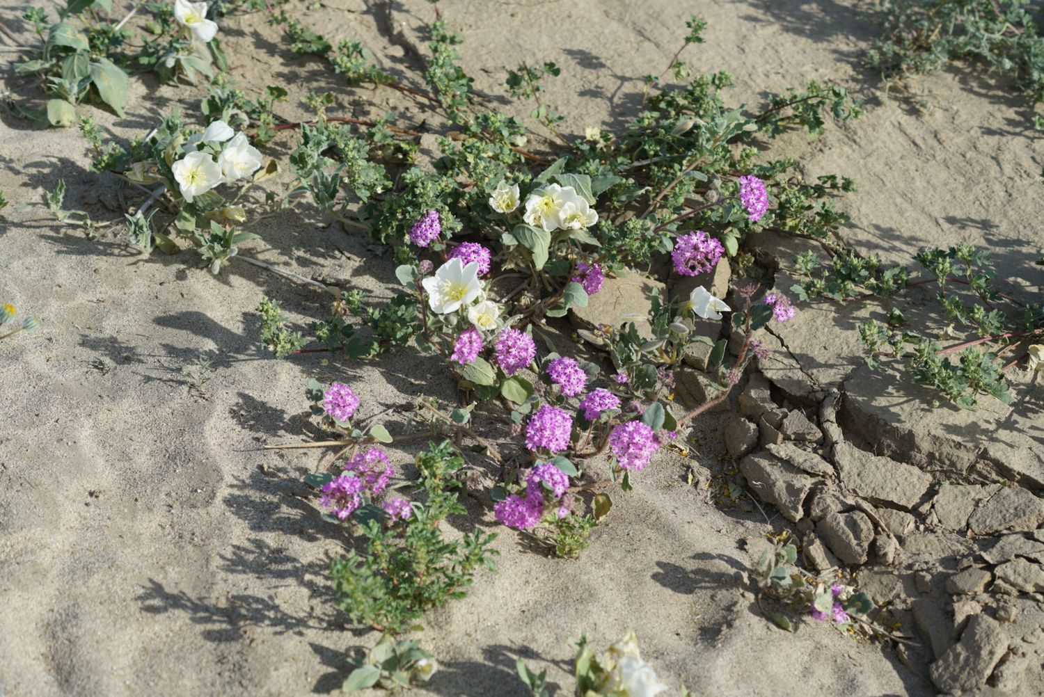 Purple sand verbena and white evening primrose wildflowers growing together in cracked desert sandy soil.