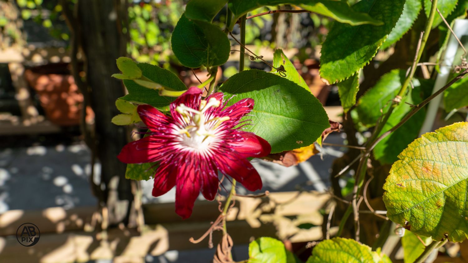 A deep red passionflower with white stamens blooming among green leaves in a garden.