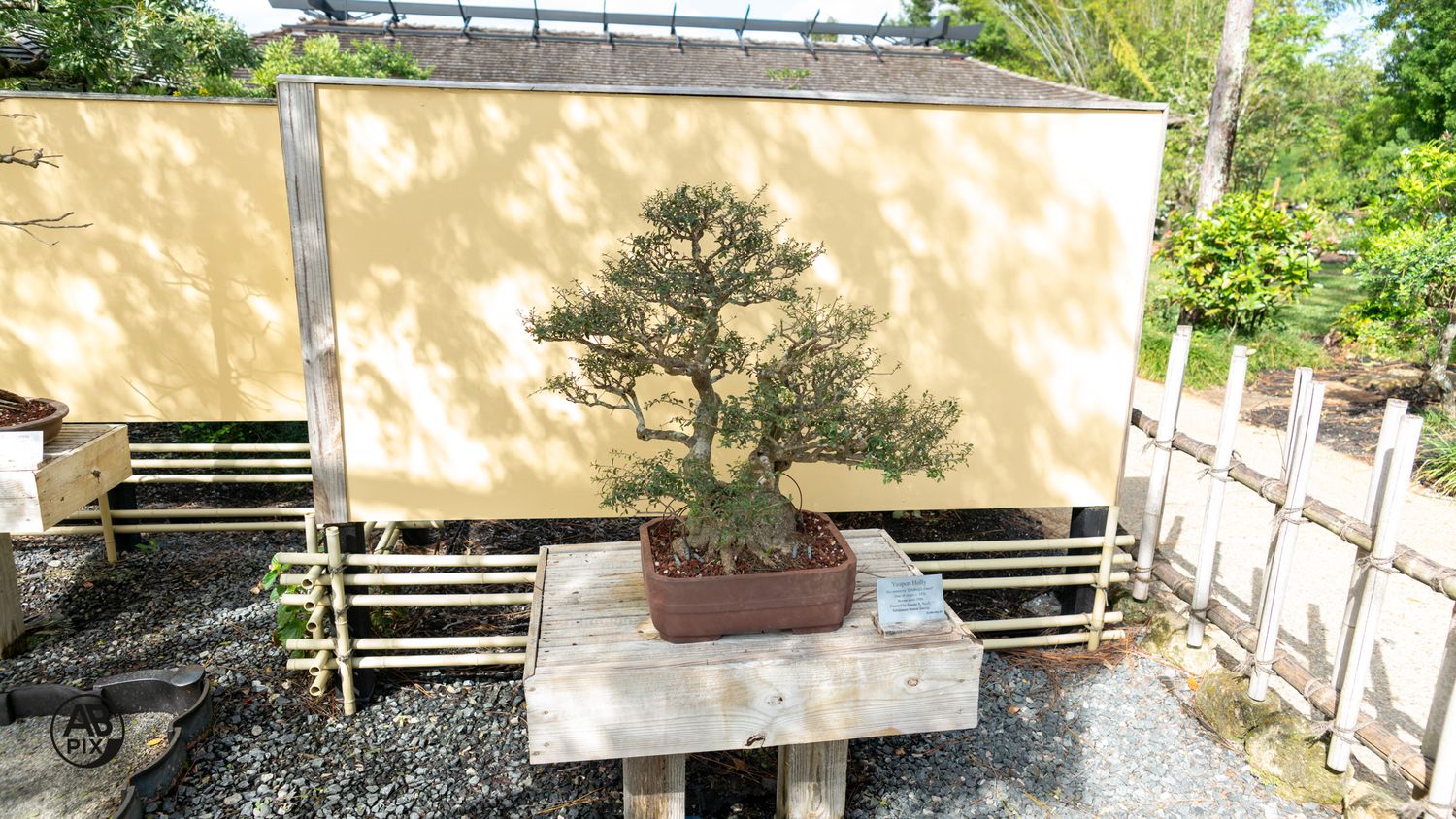 A juniper bonsai tree with windswept styling displayed in a rectangular pot outdoors.