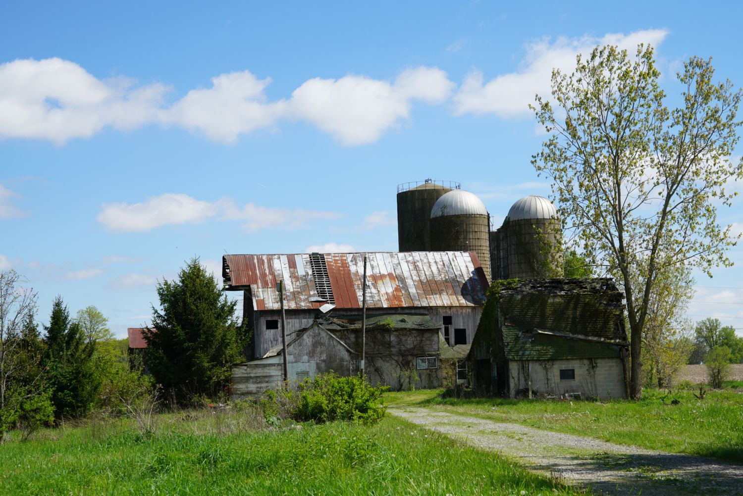 An old rustic farm with weathered barn and two grain silos surrounded by green grass and trees under a blue sky.