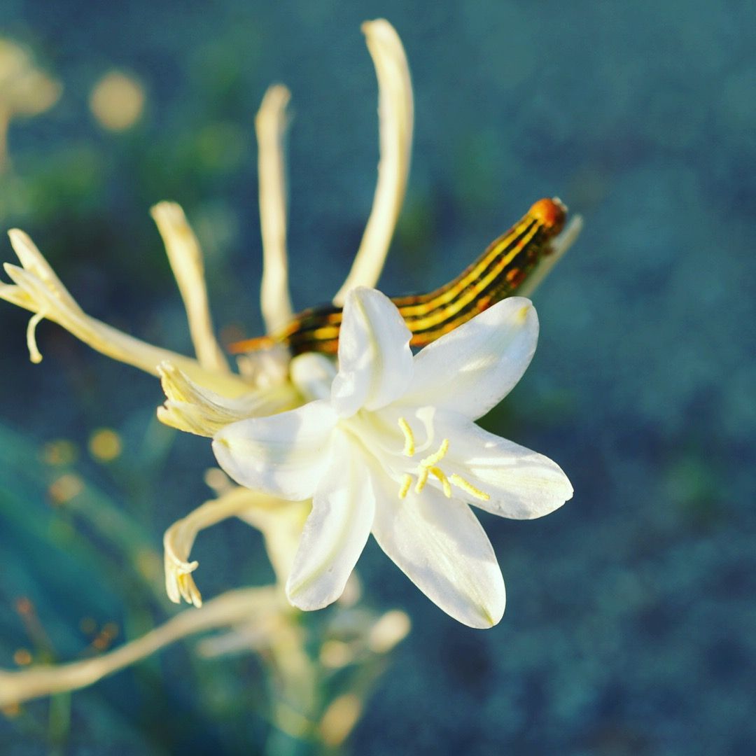 A striped yellow caterpillar resting on a white star-shaped wildflower with long stamens in nature.