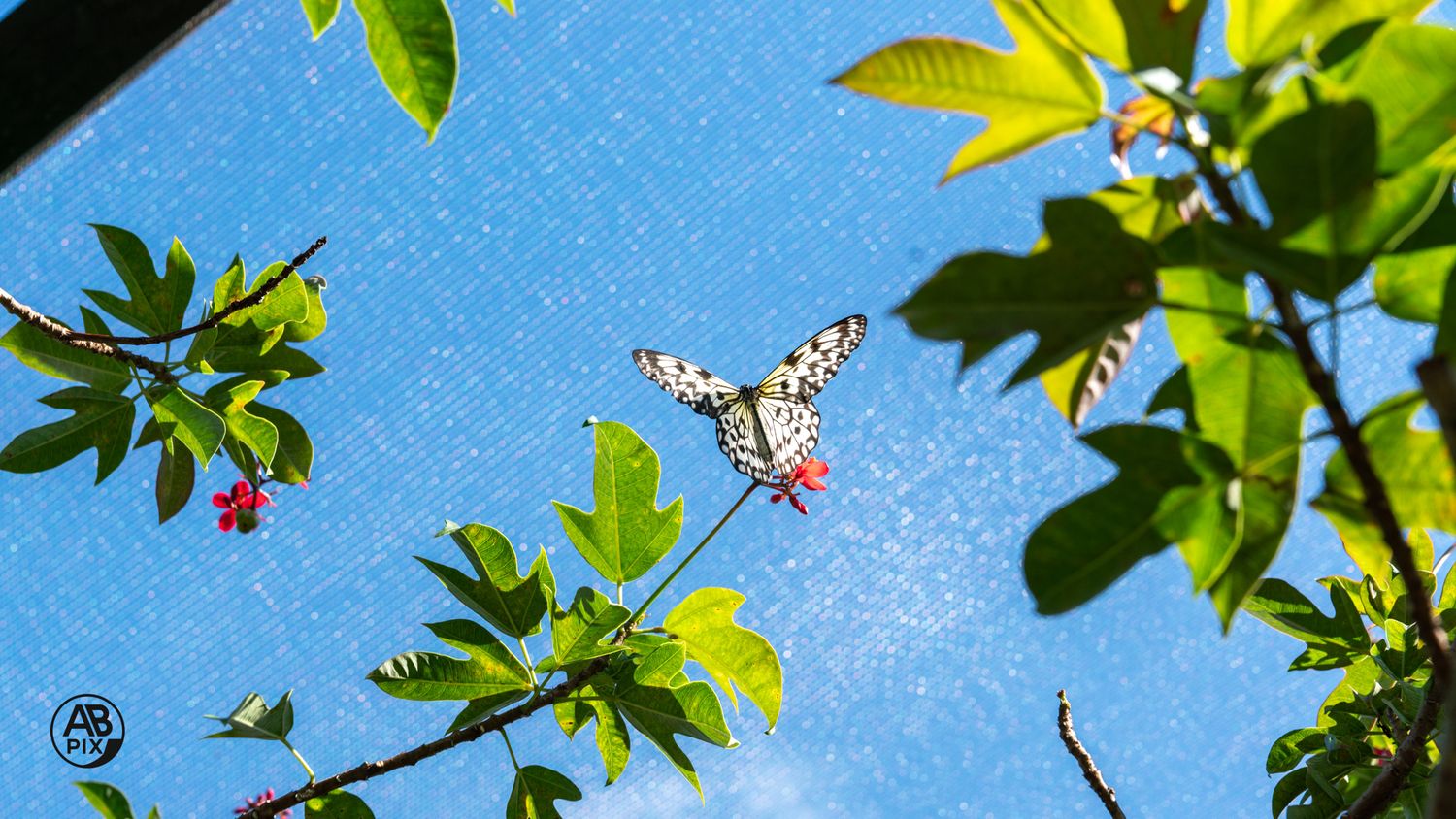 A Paper Kite butterfly in flight viewed from below against a bright blue sky with flowers.