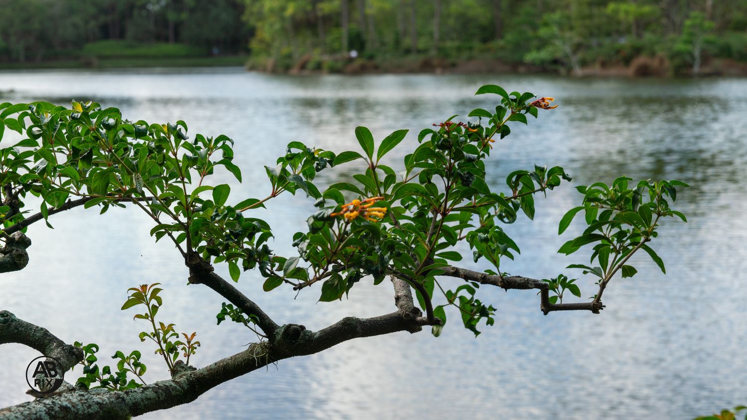Green leafy tree branch extends over calm reflective lake in lush tropical garden setting.