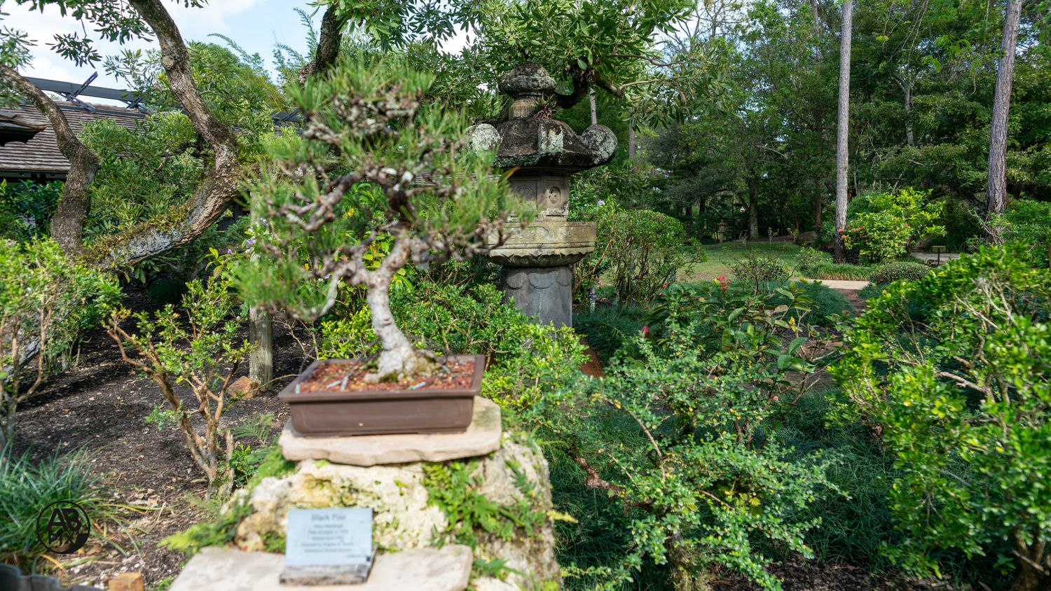 A bonsai tree displayed on a rock pedestal in a lush Japanese garden setting.