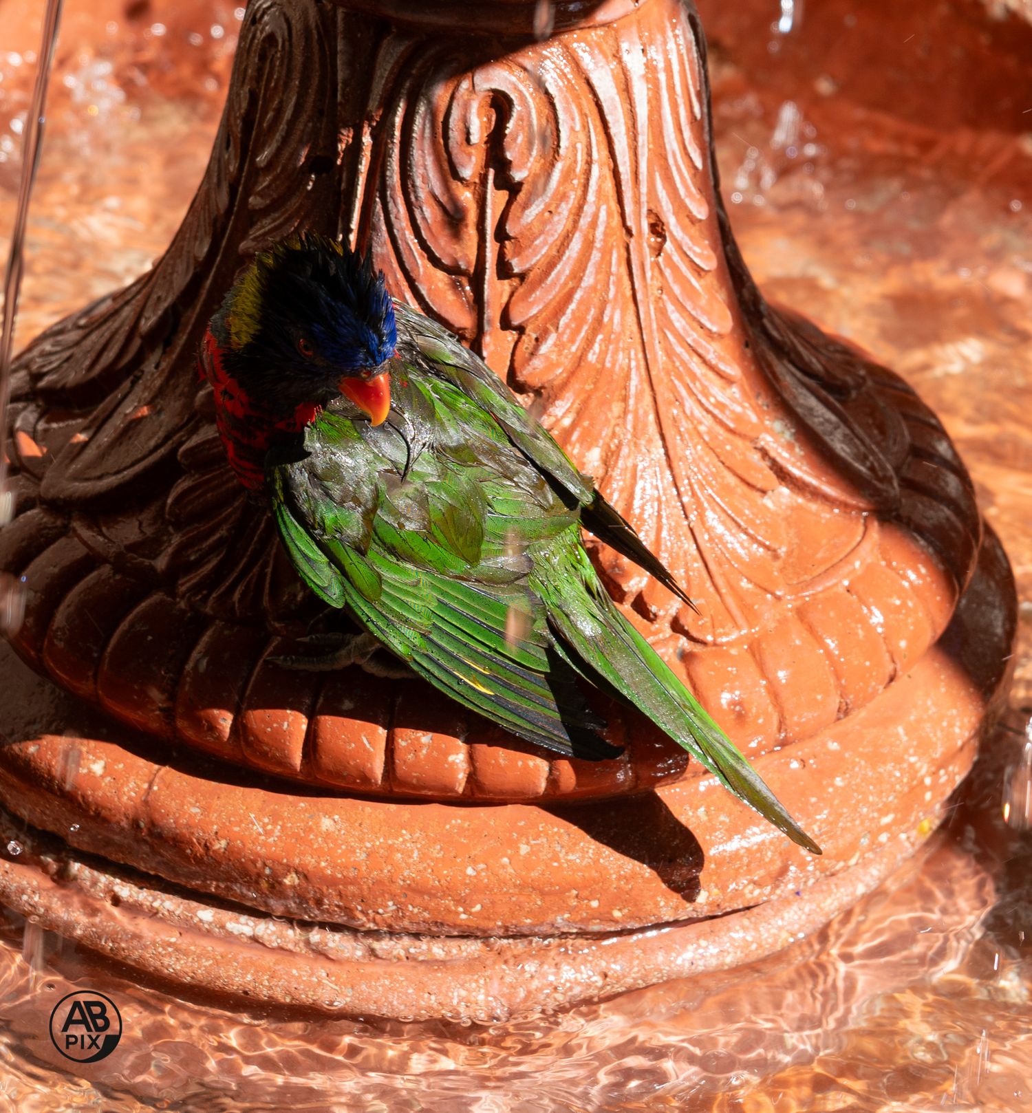 A rainbow lorikeet with green and blue plumage resting on a wet terracotta fountain base.