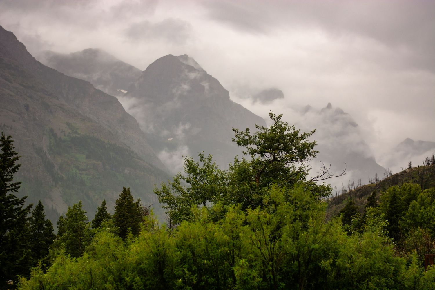 Misty Montana mountain landscape with lush green trees and fog-covered peaks under cloudy sky.