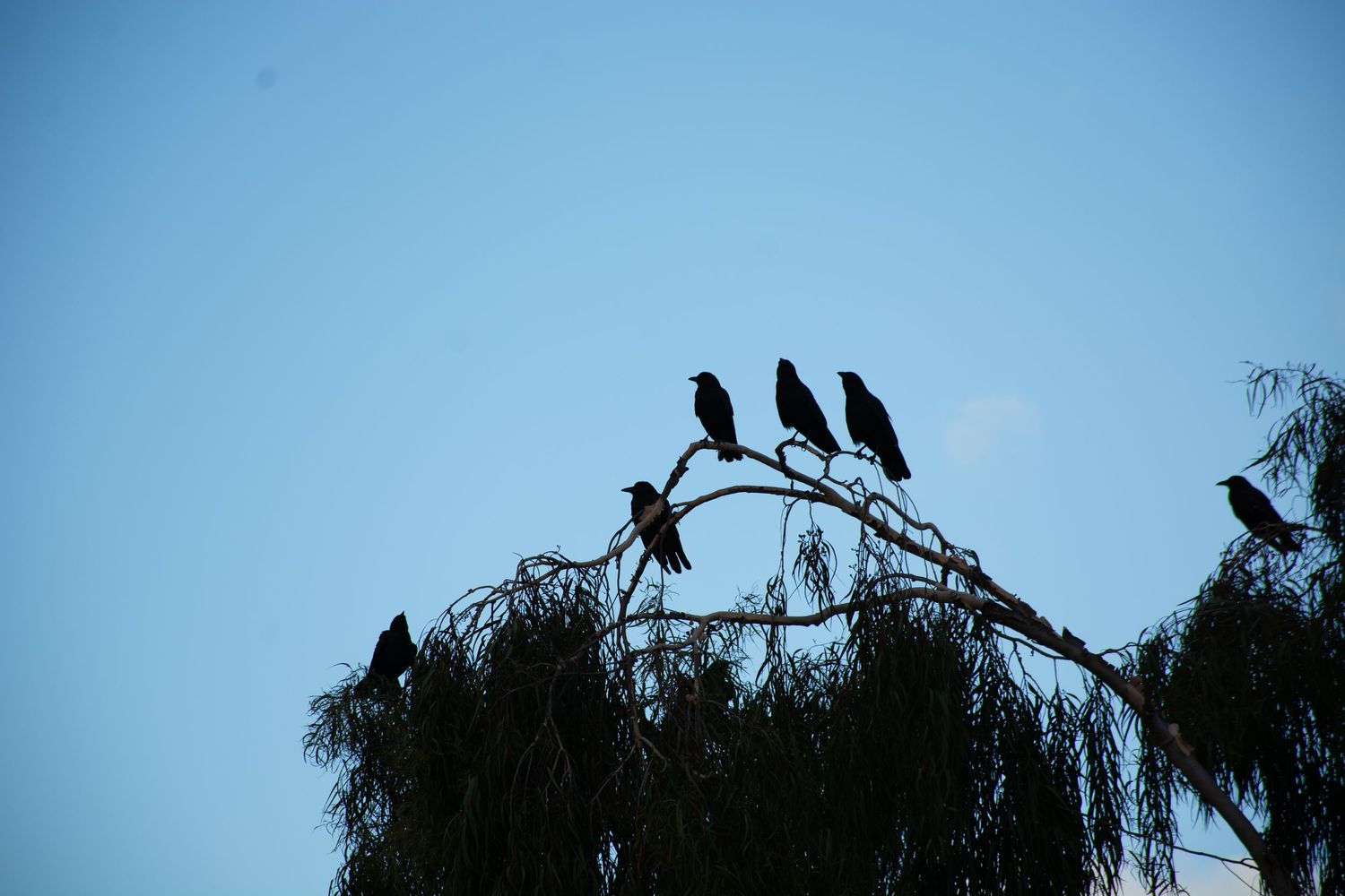 Silhouette of birds perched on treetop branches against a clear blue sky at dusk.