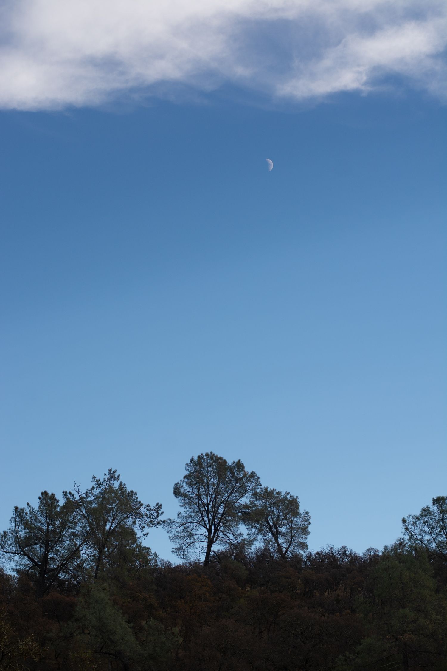 A crescent moon visible in a clear blue sky above a silhouette of trees and forest canopy with wispy clouds.