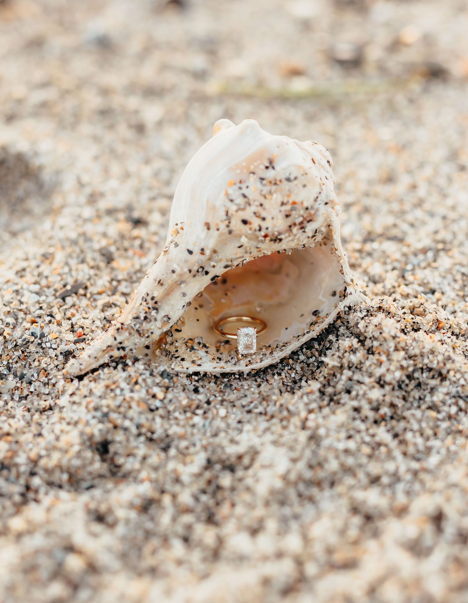 A seashell lies partially buried in fine sand, creating a minimalist beach scene with soft focus and natural lighting.