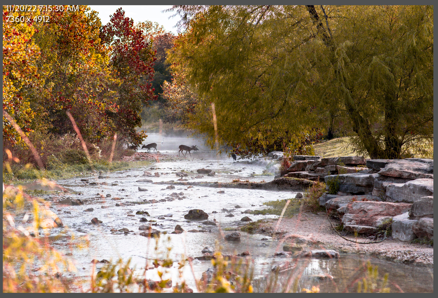 A scenic stream flows over rocks surrounded by autumn trees with golden foliage along its banks.