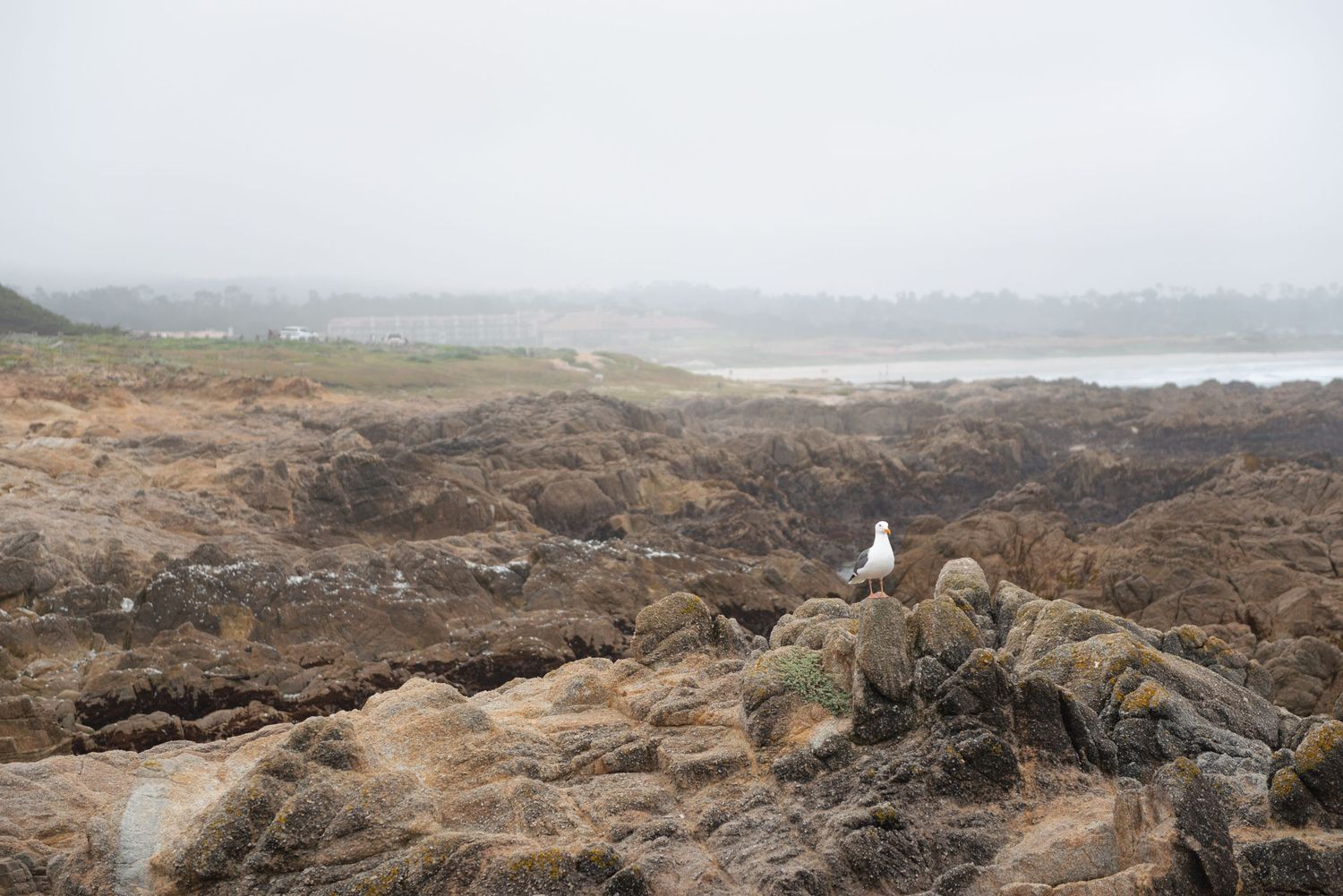 A seagull perches on rocky coastal terrain covered in seaweed, with a misty shoreline and green fields in the background.