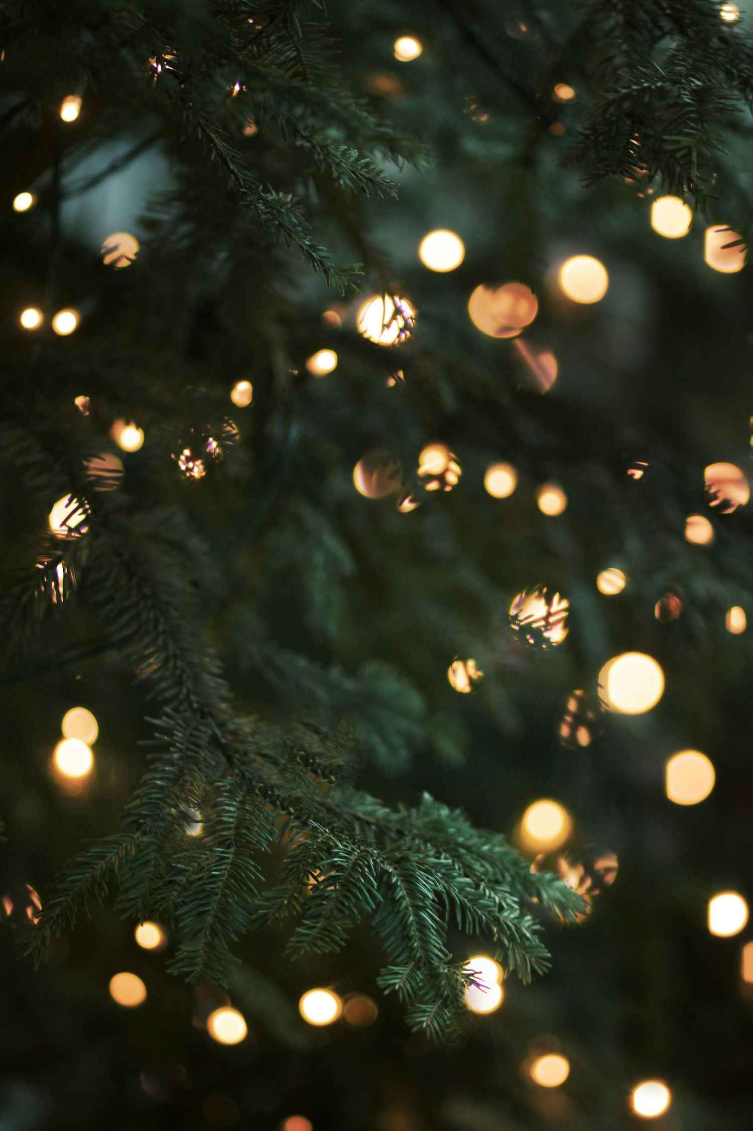 Christmas Mini session Monterey