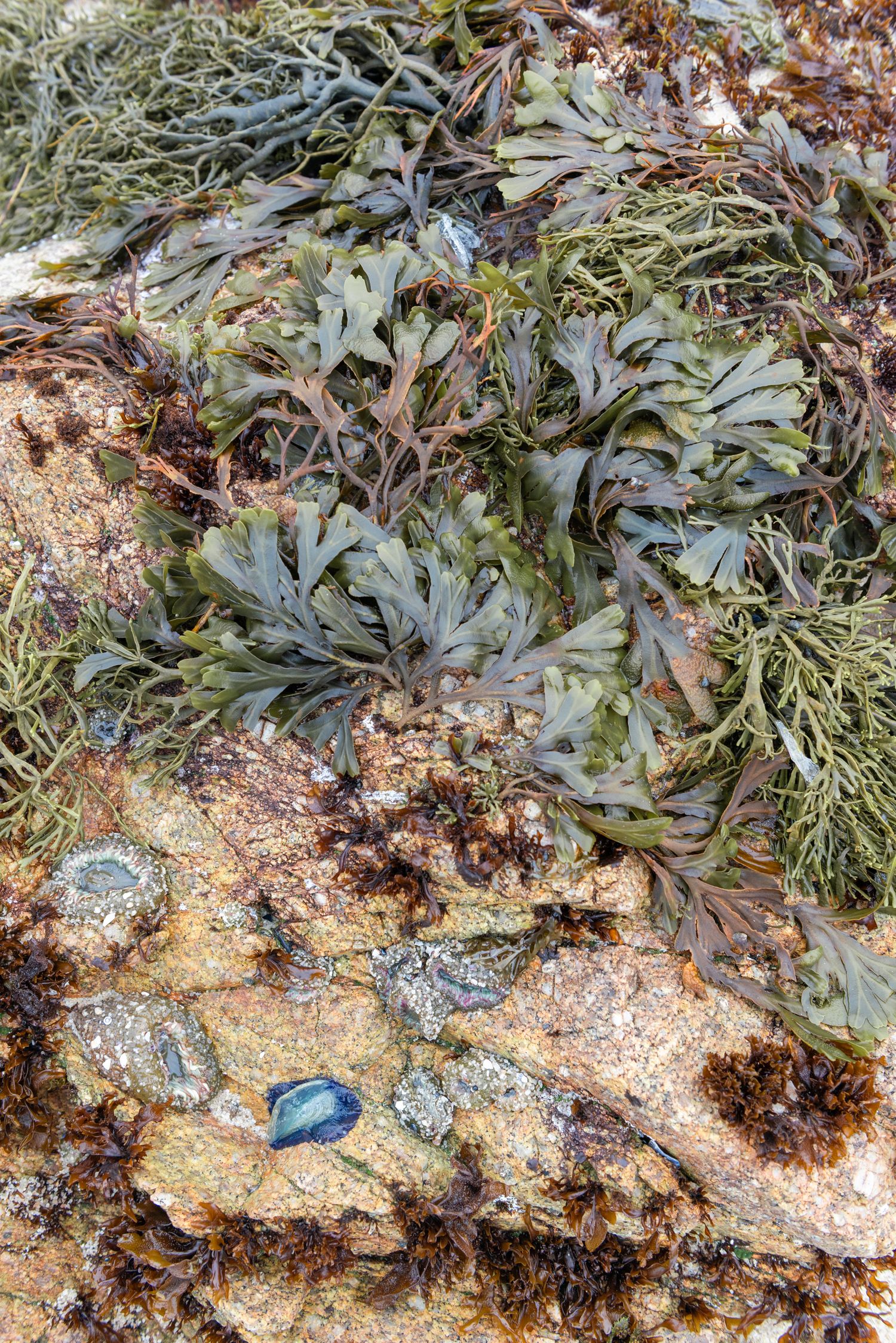 Close-up of green seaweed and algae clinging to a rocky coastal surface at low tide.