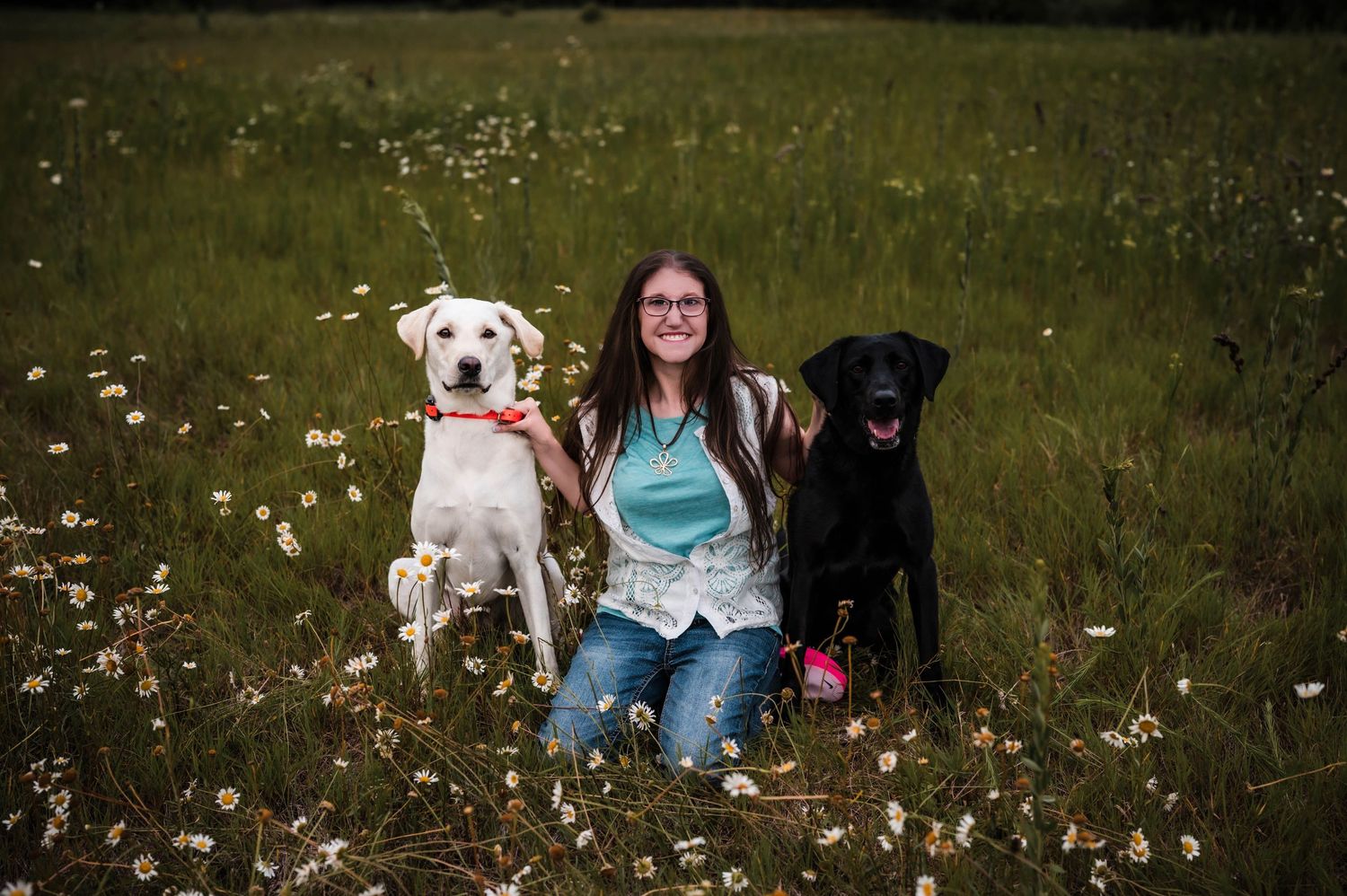 Woman kneeling in a wildflower meadow with a white Labrador and black Labrador retriever dogs.