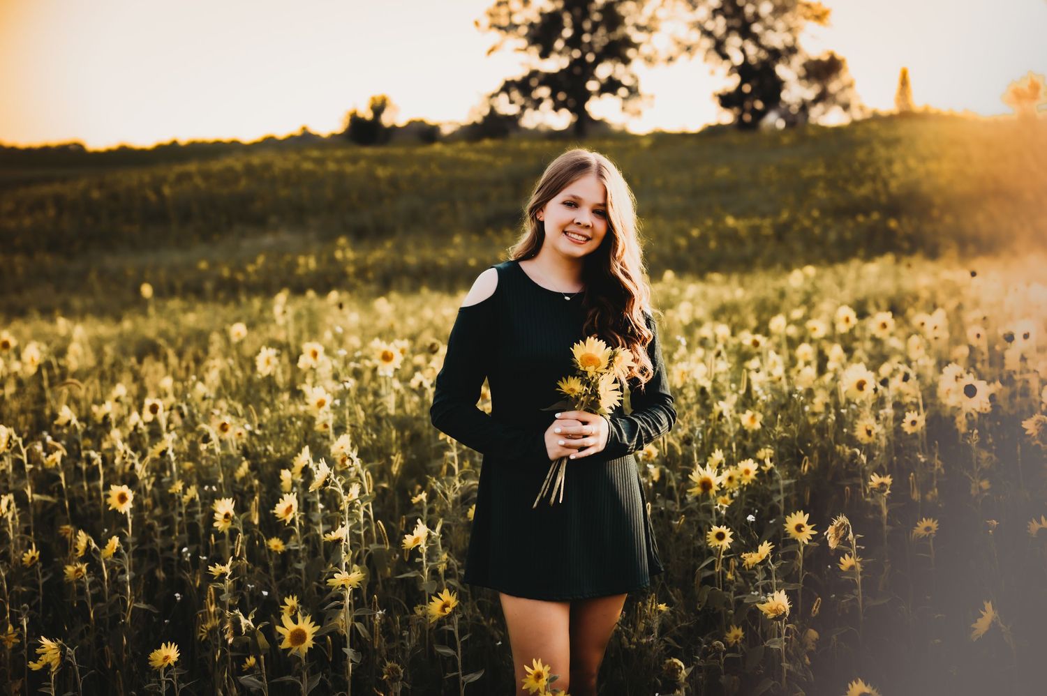 A golden field of sunflowers glows warmly during sunset as someone walks through holding a bouquet.