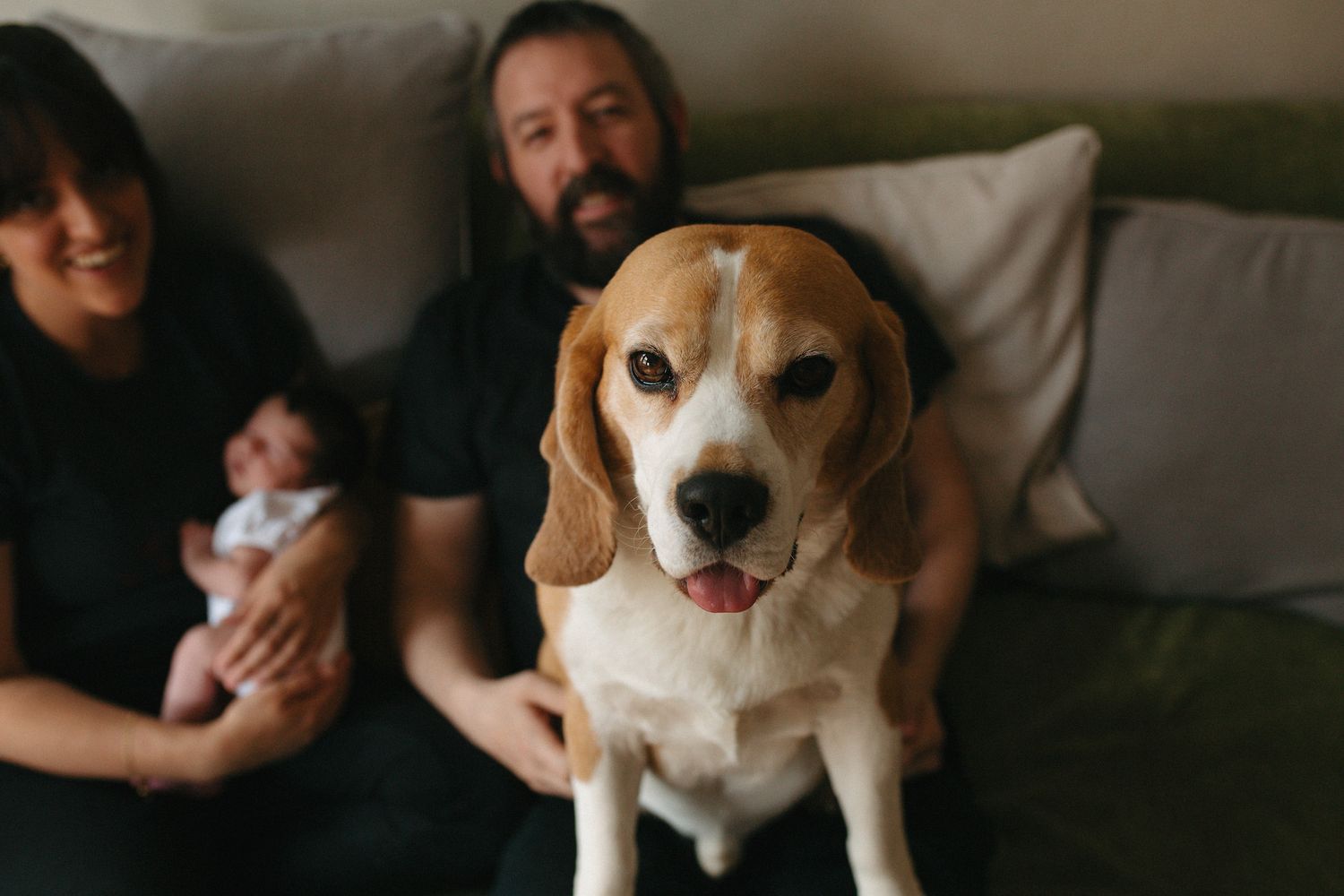 A beagle dog sits in front of a couple holding a newborn baby on a green couch at home.