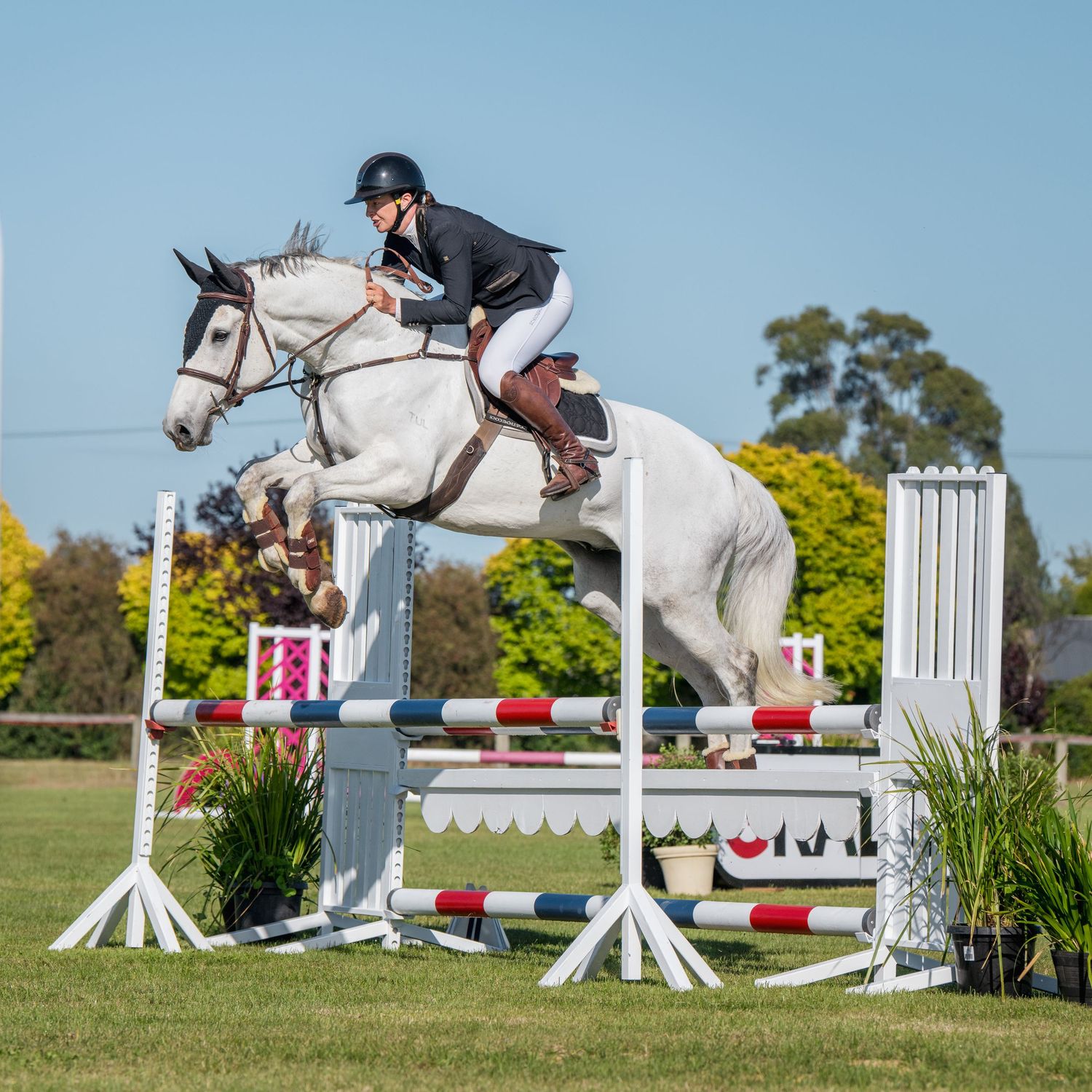 A rider in black attire guides a white horse over a show jumping obstacle on a sunny outdoor course.