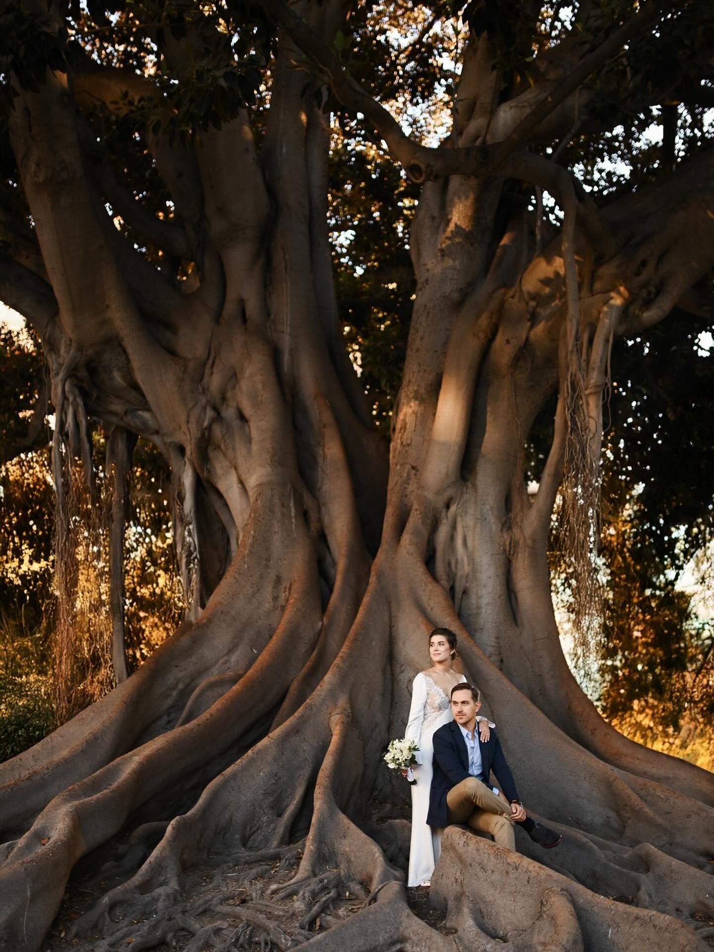 Bride and groom posing together amidst the massive roots of an ancient giant ficus tree in Valencia's La Glorieta park.