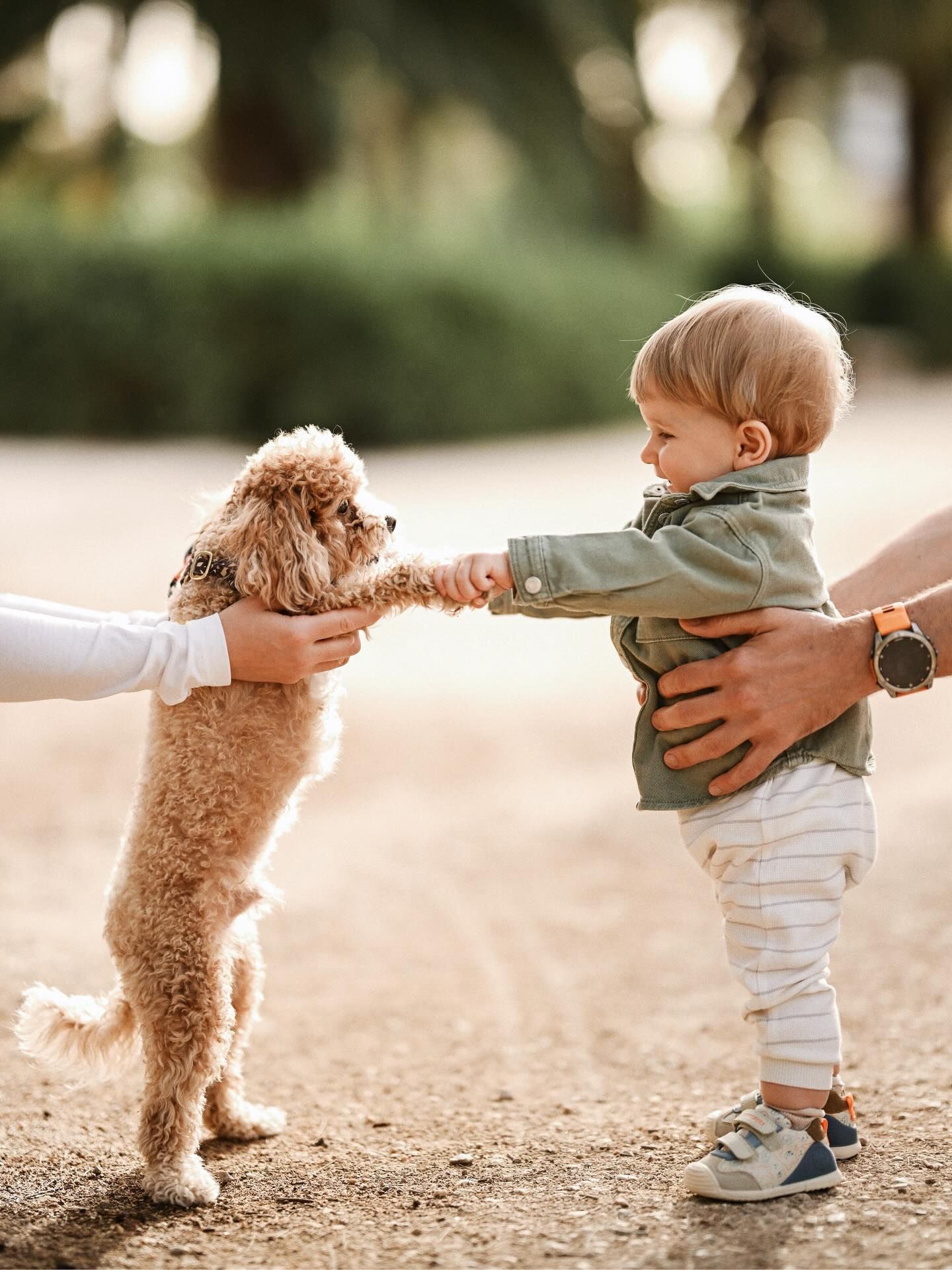 A baby boy in a green denim jacket touching paws with a small poodle dog during a family outdoor photoshoot in Valencia.