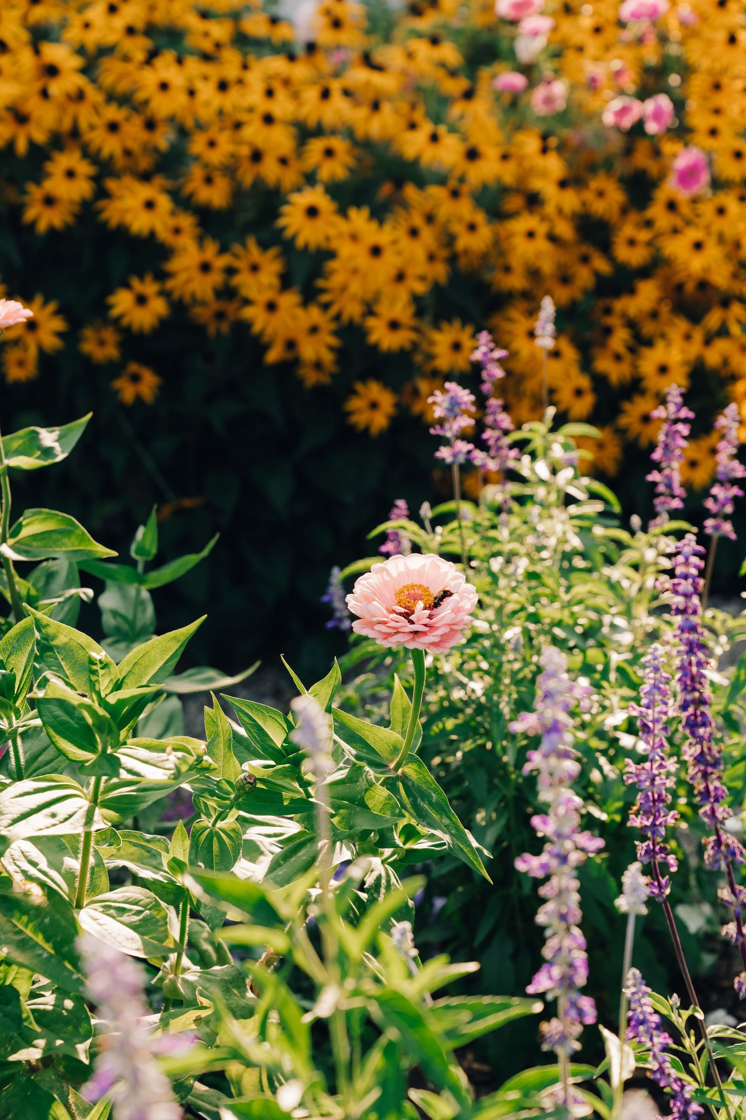 Vibrant yellow rudbeckia flowers bloom alongside delicate pink and purple flowers in a lush summer garden.