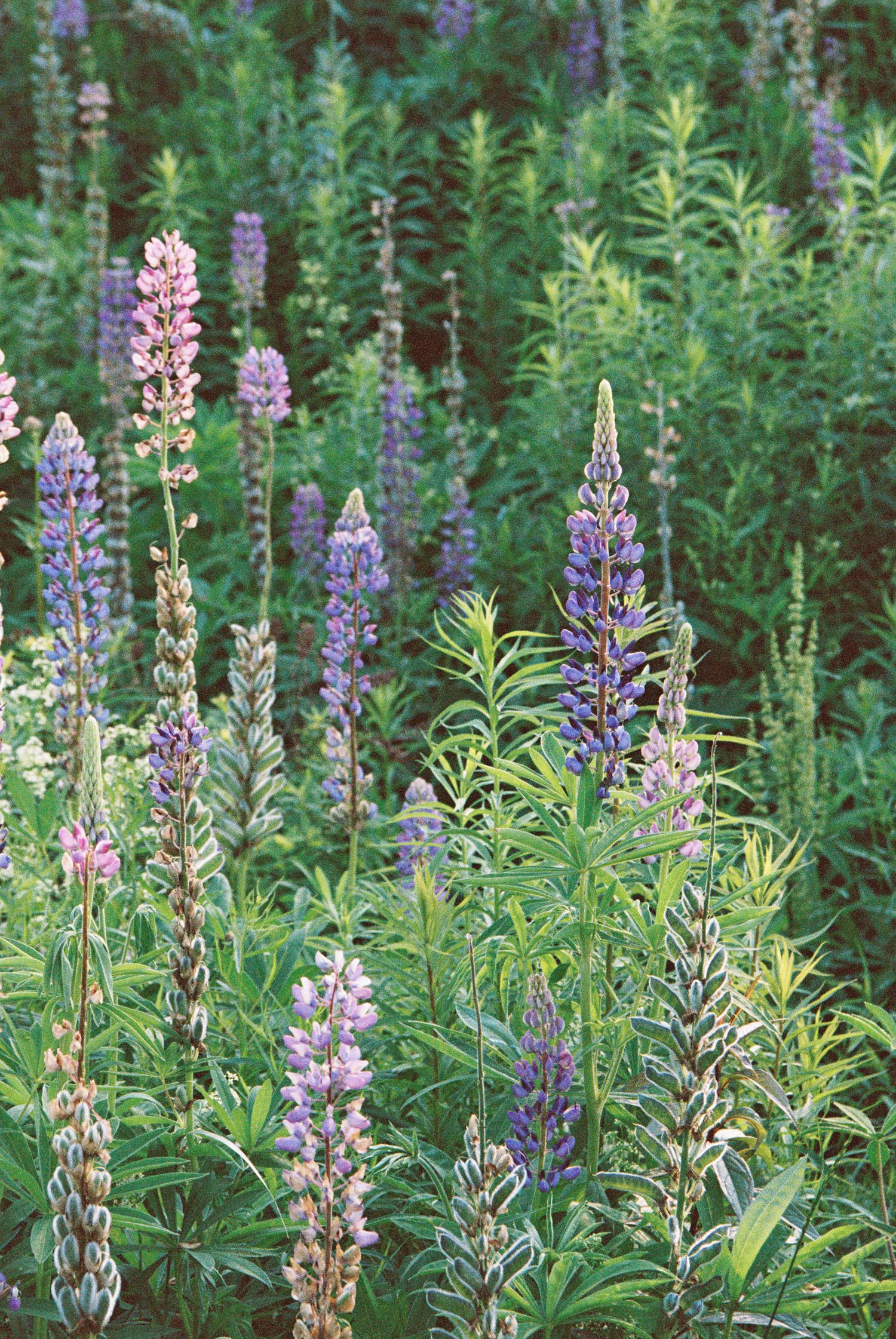 Purple and pink lupine wildflowers blooming in a lush green field, creating a vibrant natural garden display.