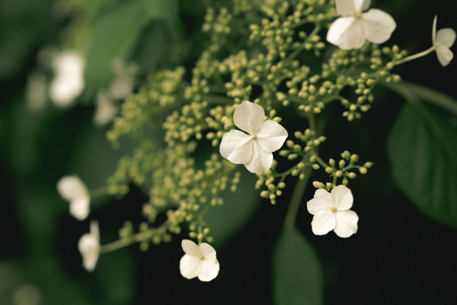 White hydrangea flowers with green buds bloom on dark leafy branches in a moody, close-up botanical photograph.