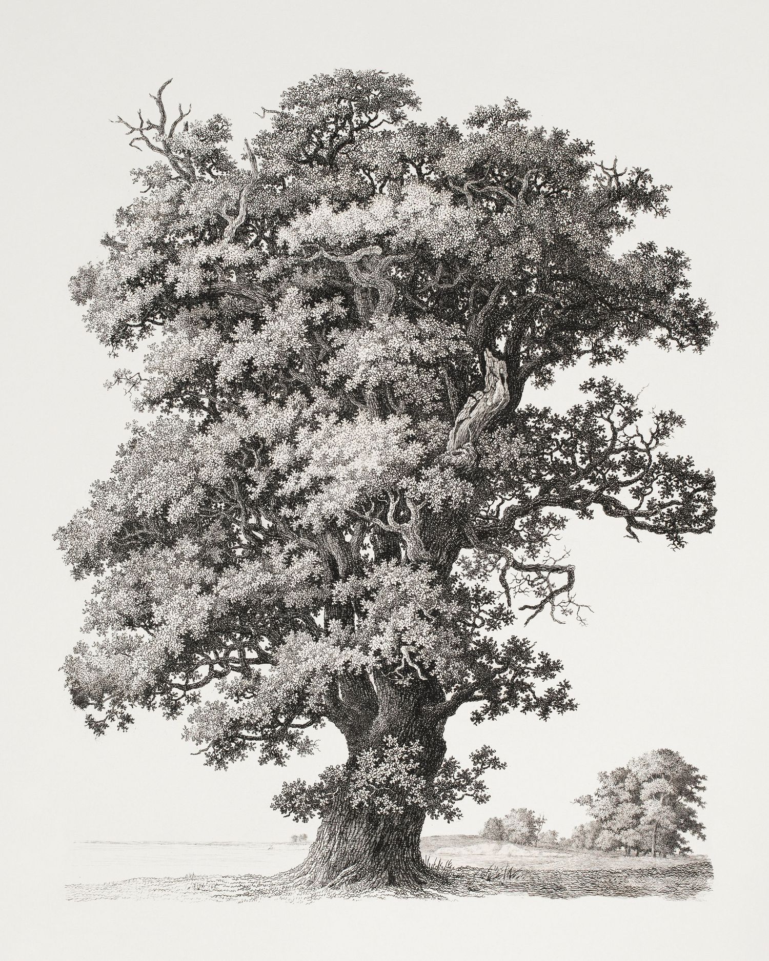 Detailed black and white botanical illustration of a large, ancient oak tree with sprawling branches and dense foliage.
